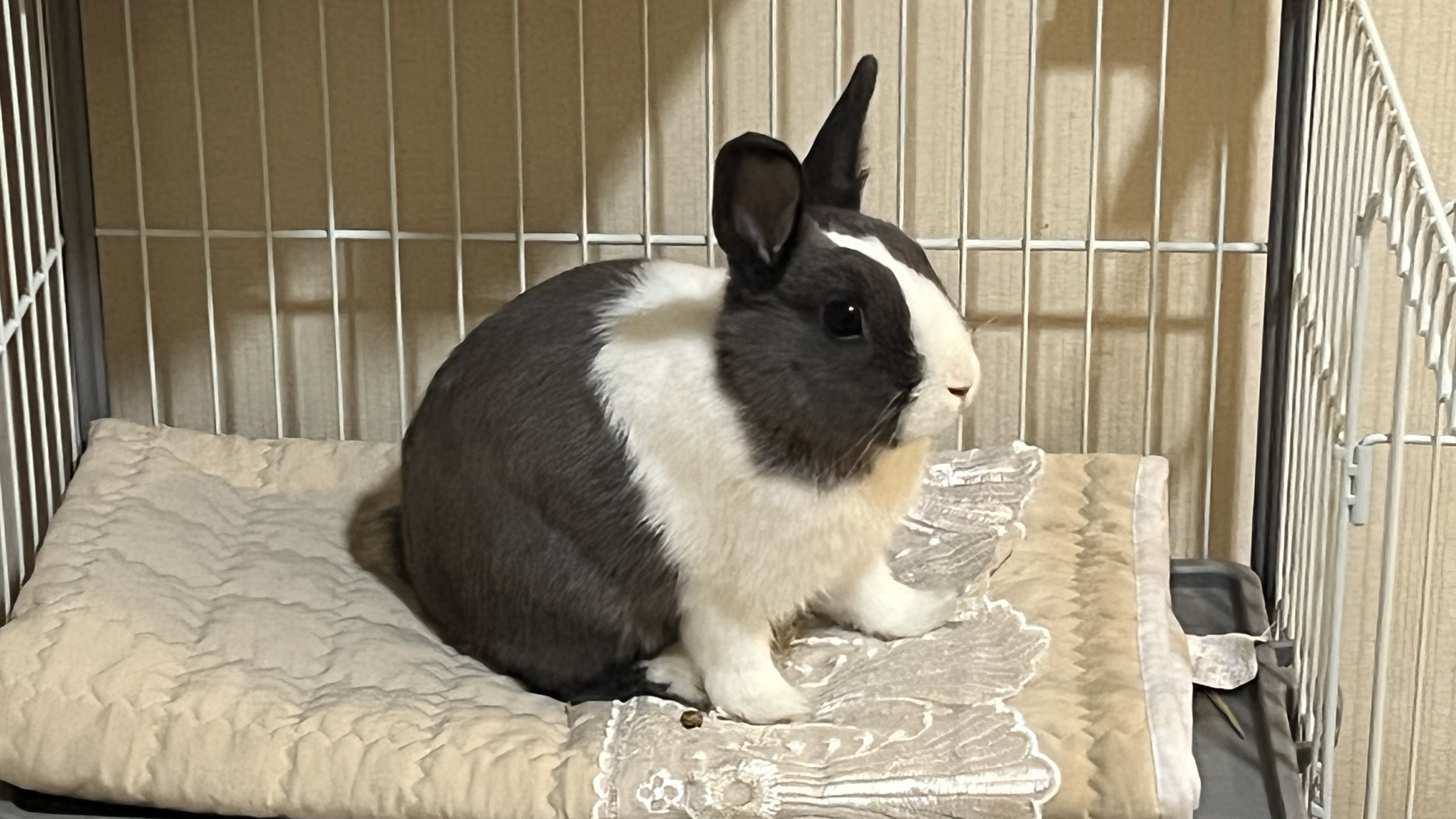 image-19