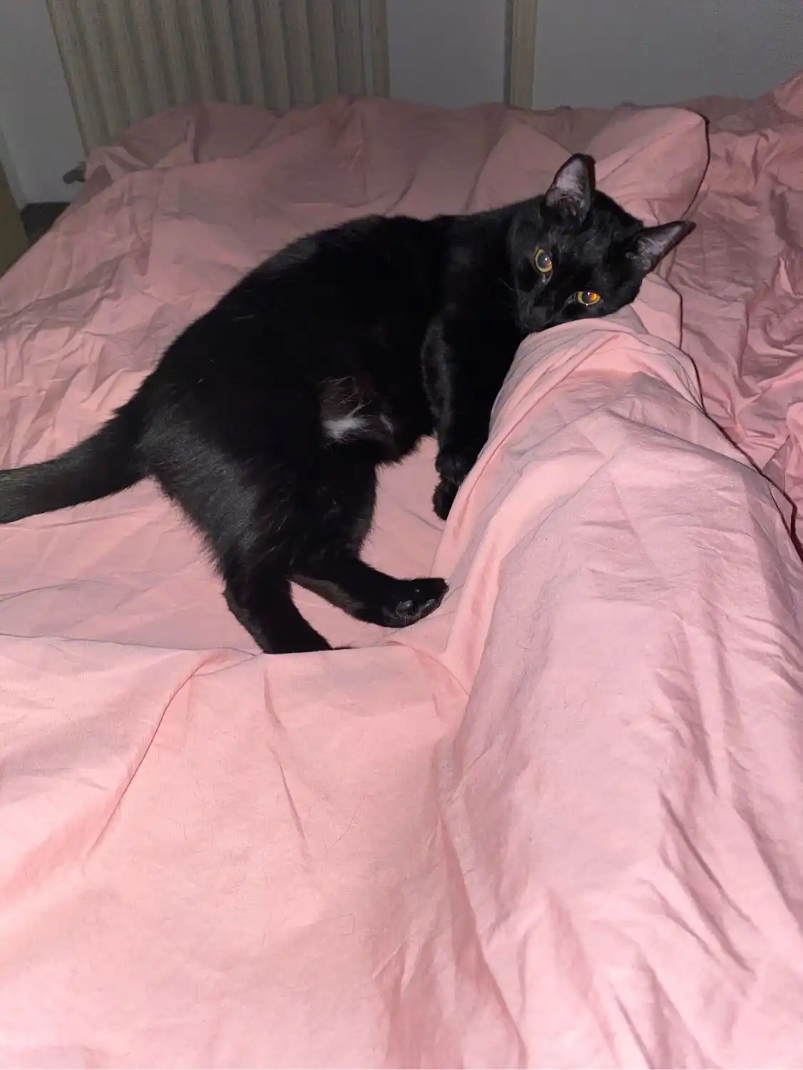 image-8