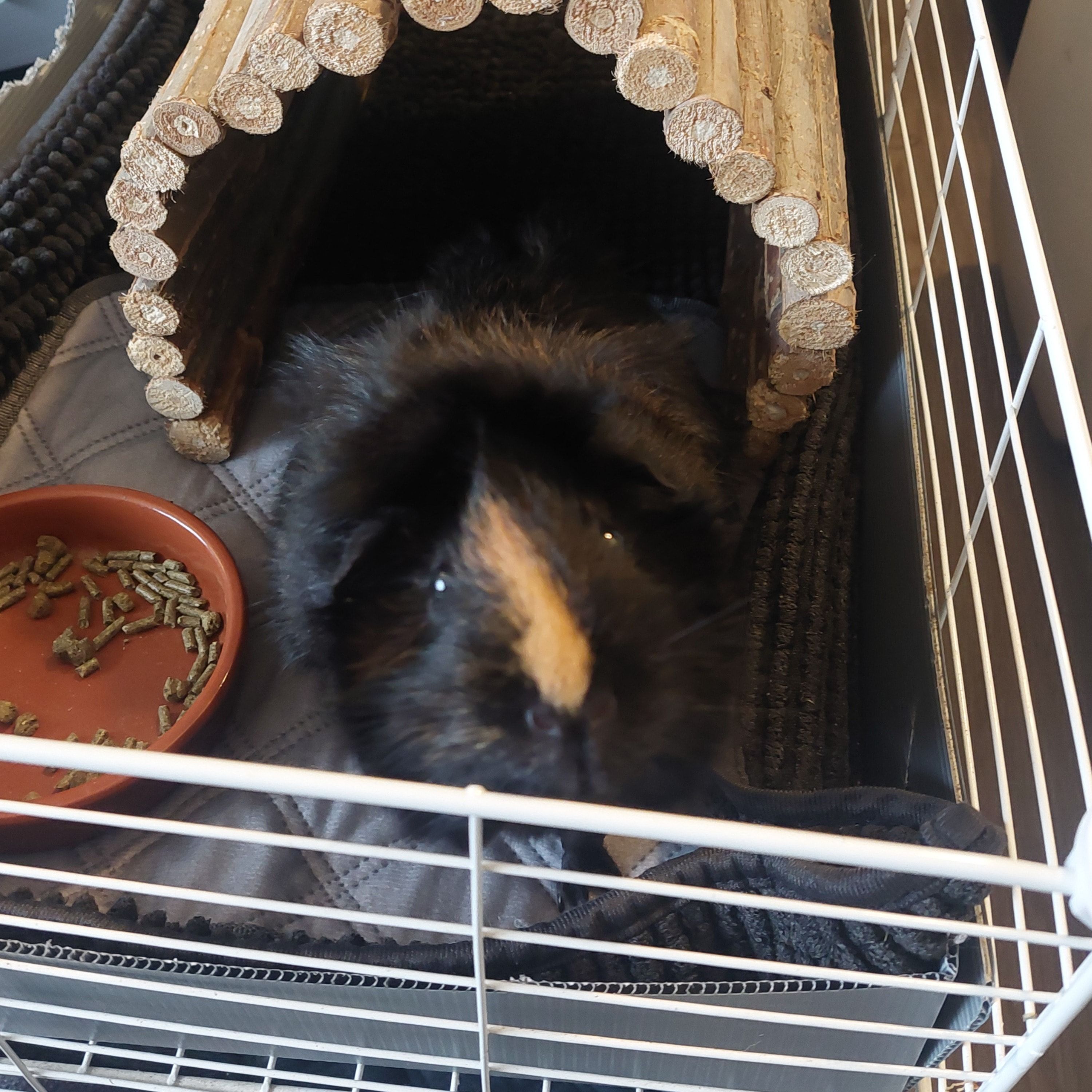 Portrait of Peppa, the guineaPig