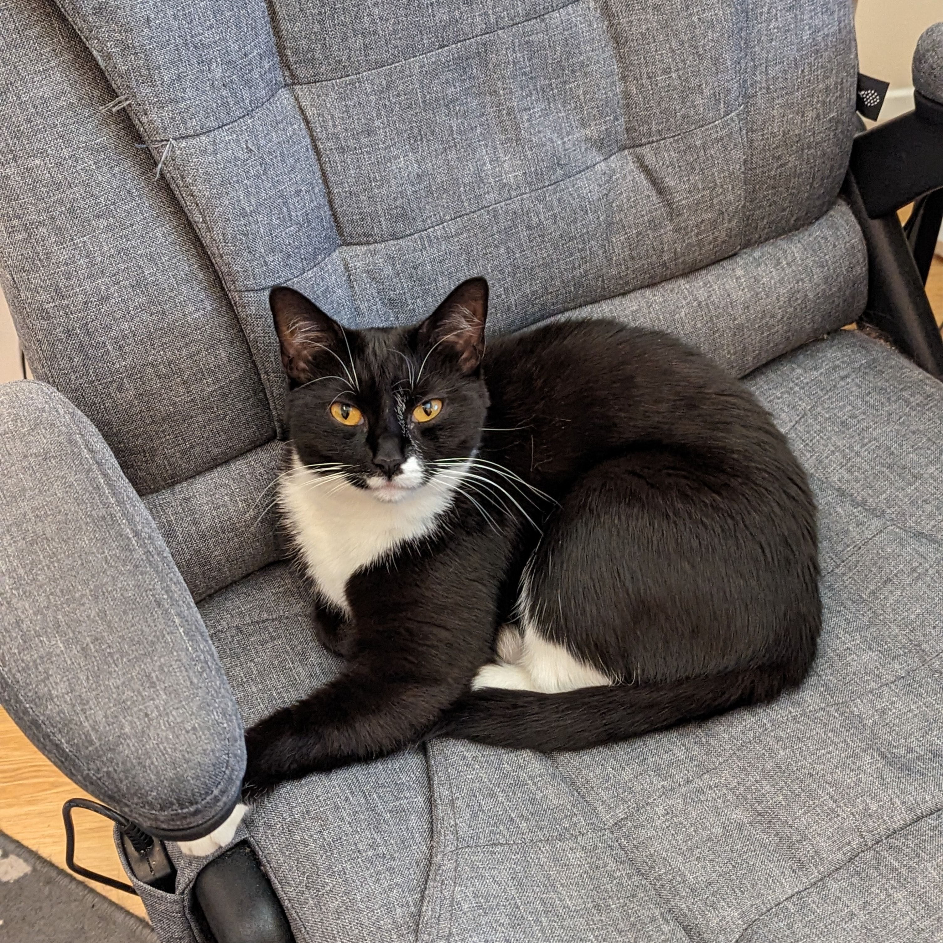 Portrait of Yuria, the cat