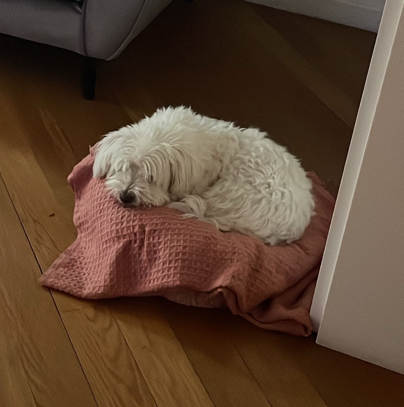 Foto di Muffin , il dog