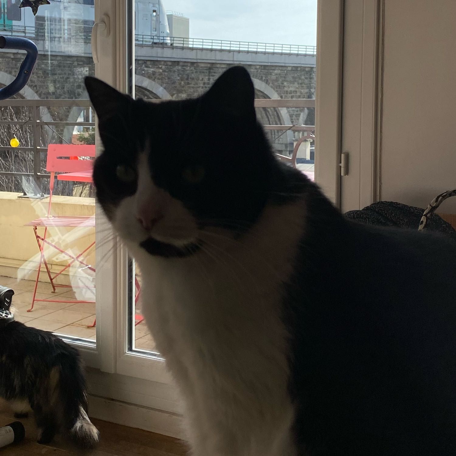 Portrait de Bounty, la cat