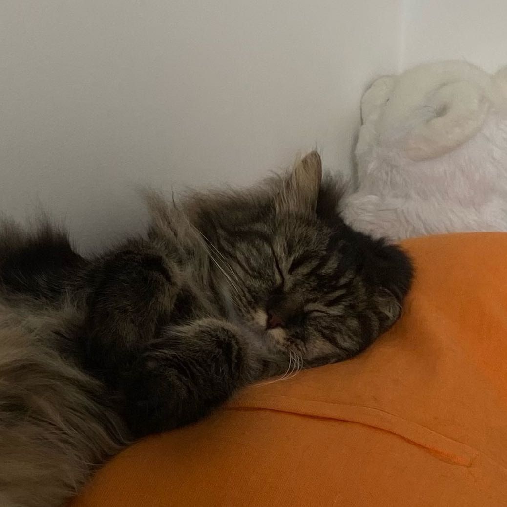 Portrait de Gatto, la cat