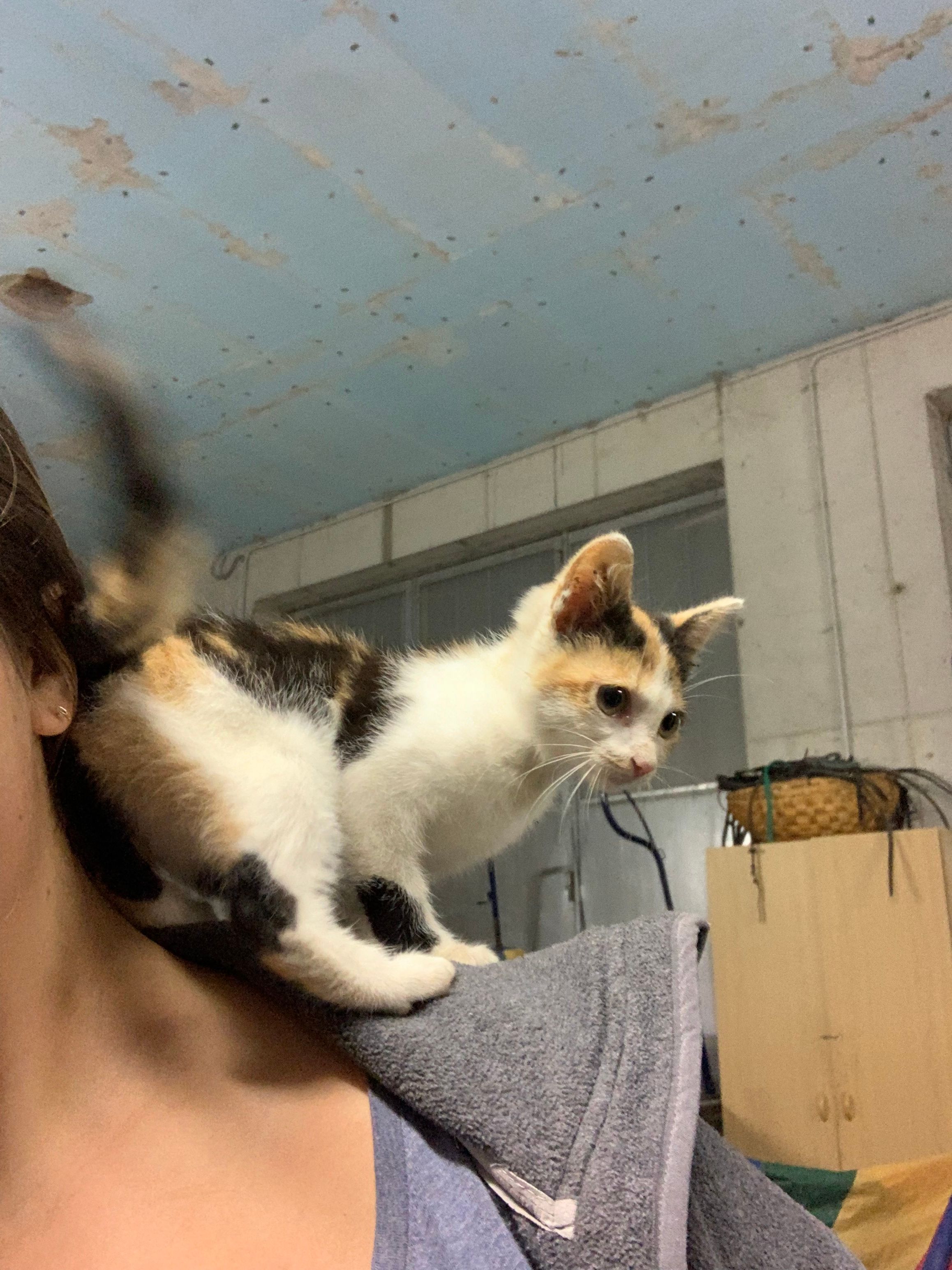 image-9