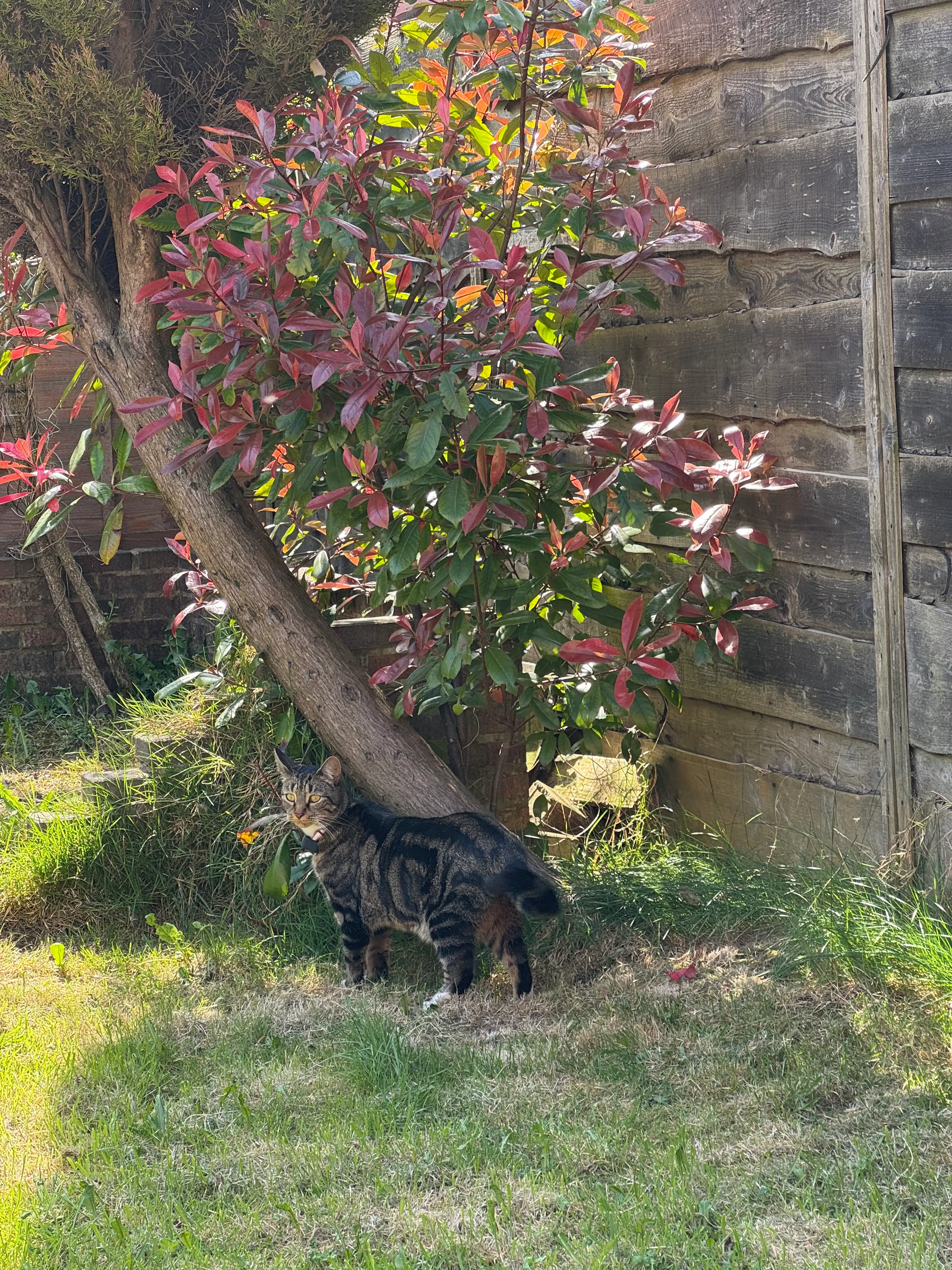 image-13