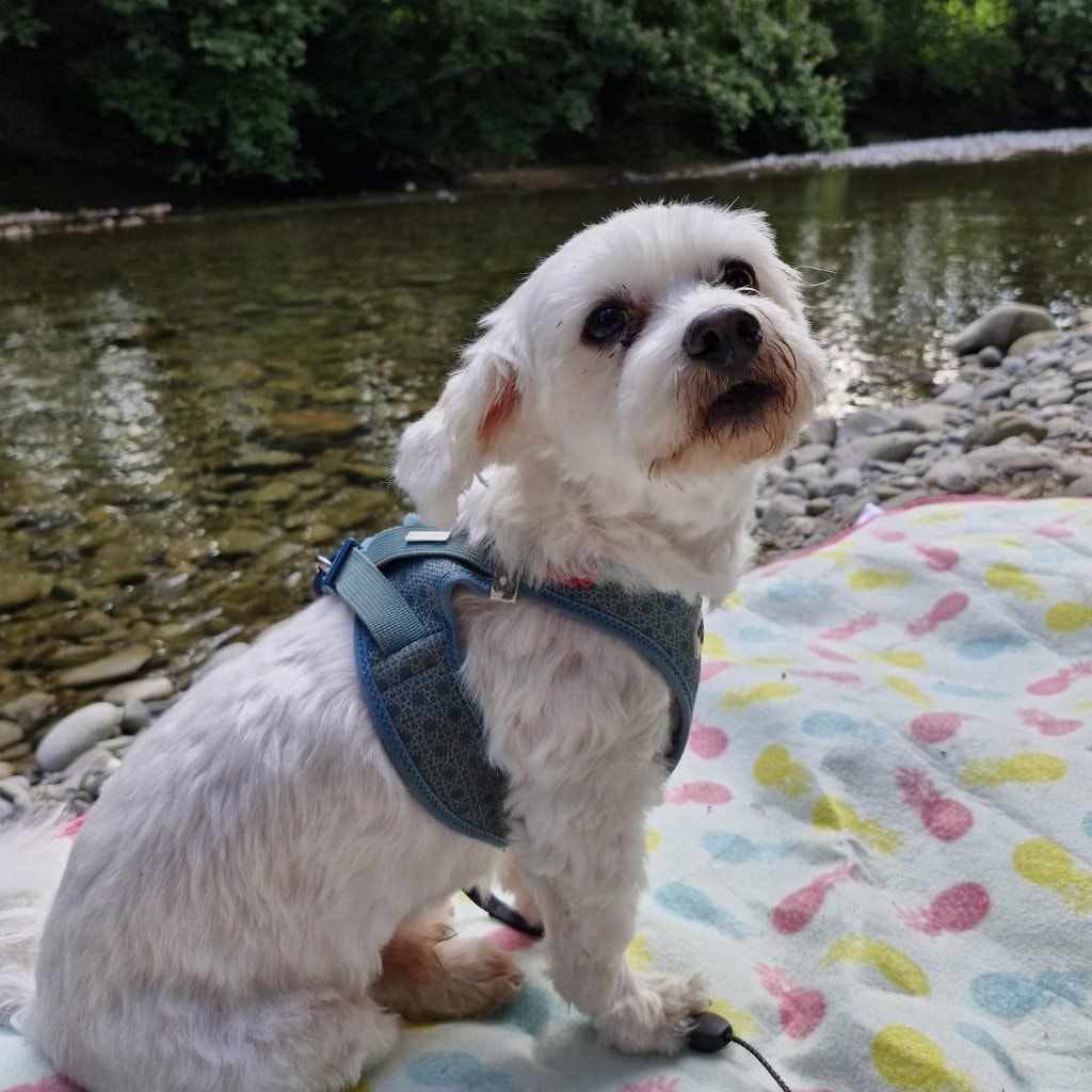 Portät von Nunu, dog