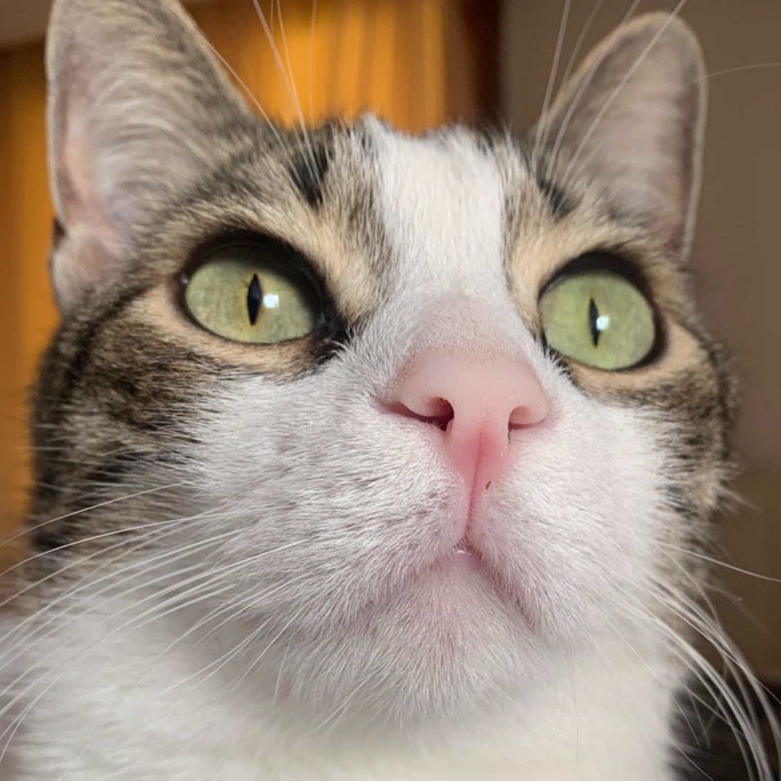 Portät von Astro, cat