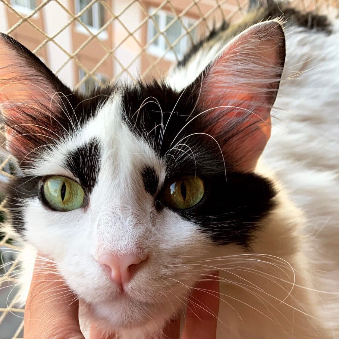 Portät von Panda, cat