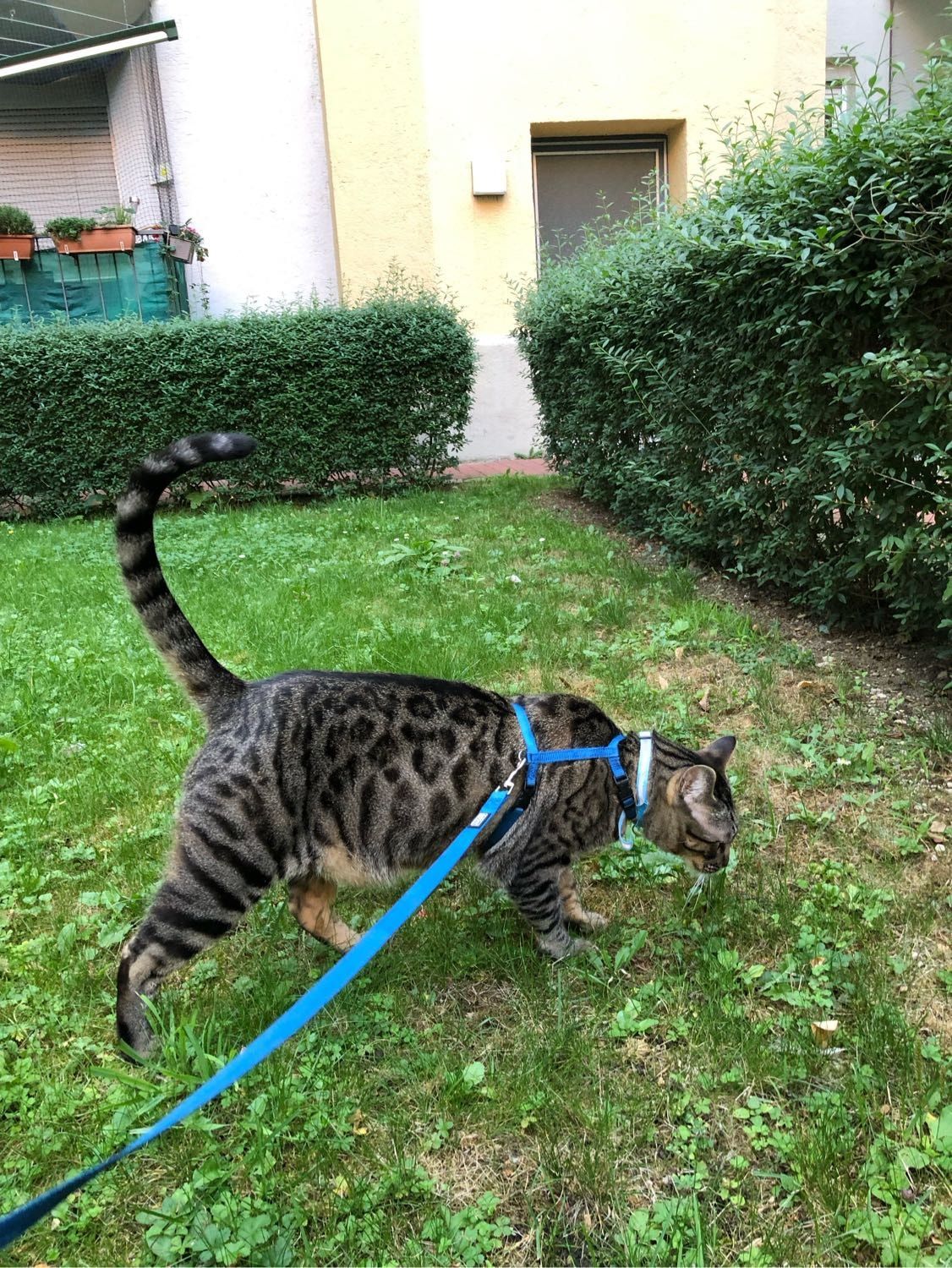 image-7