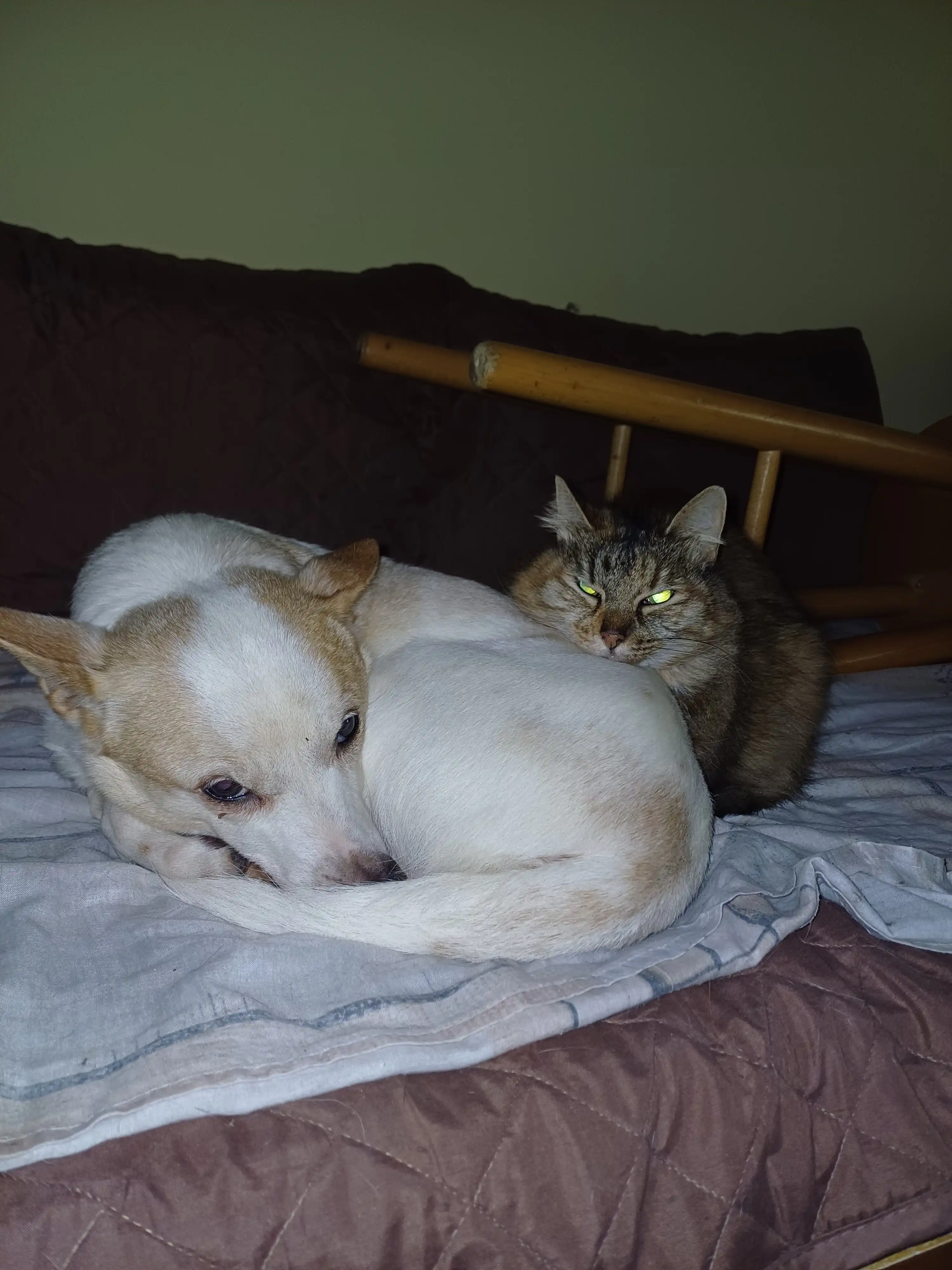 image-7