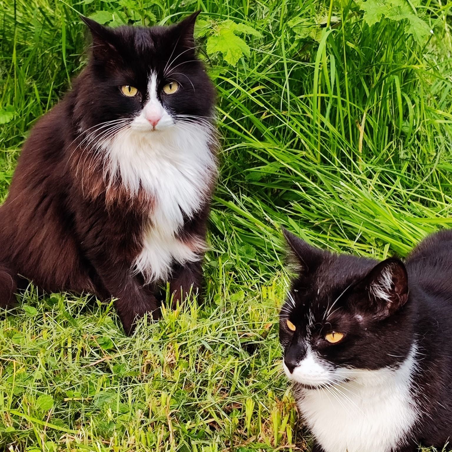 Portrait de Looloon, la cat