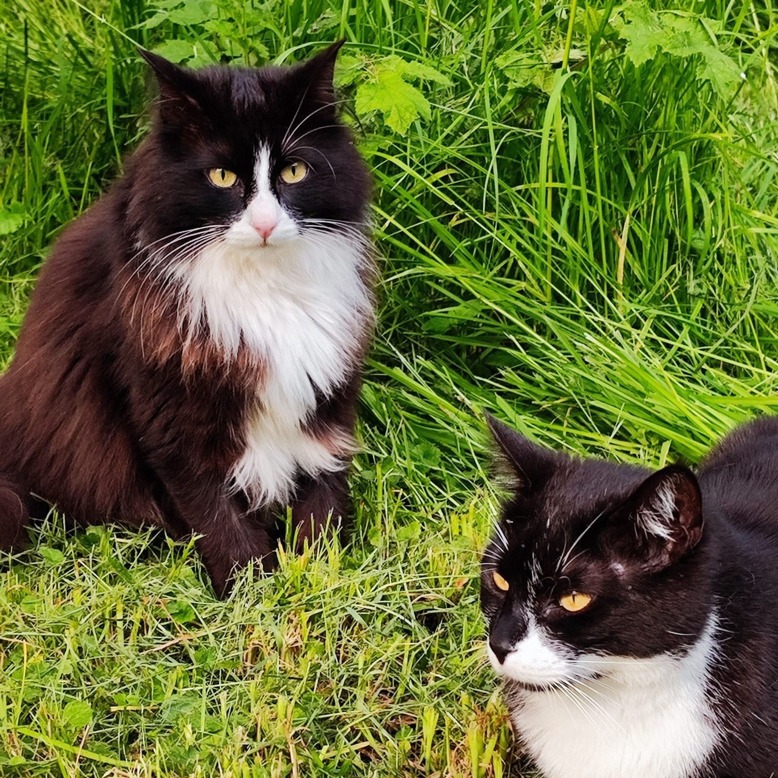 Portrait de Plooploom, la cat