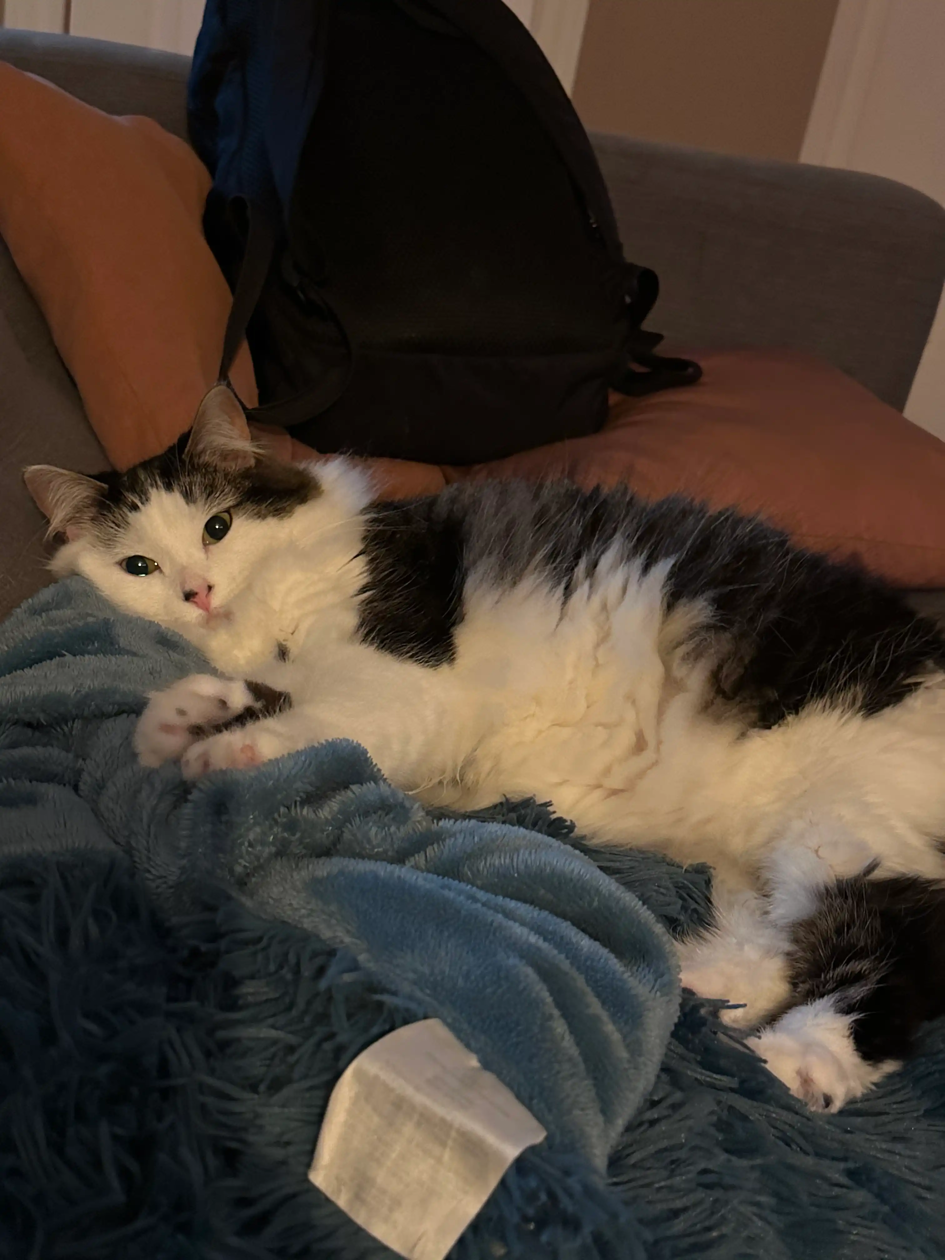 image-7