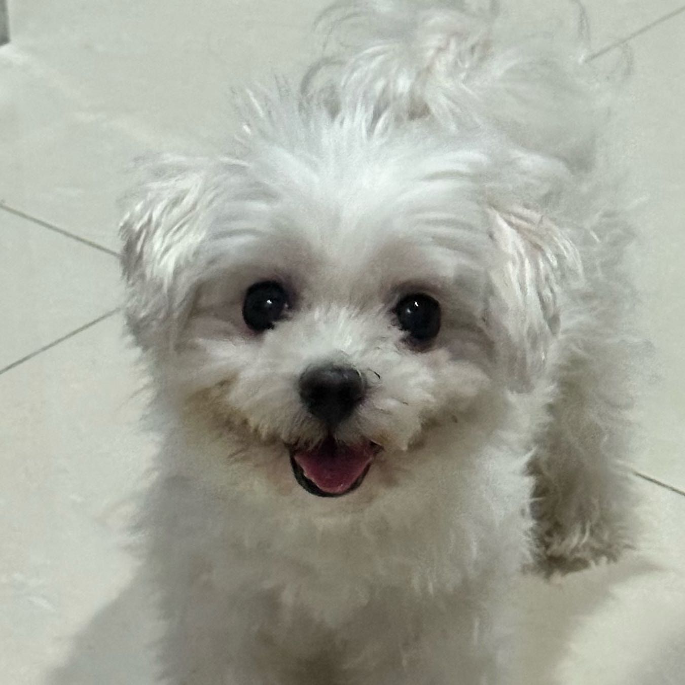 Portretfoto van coco, de dog