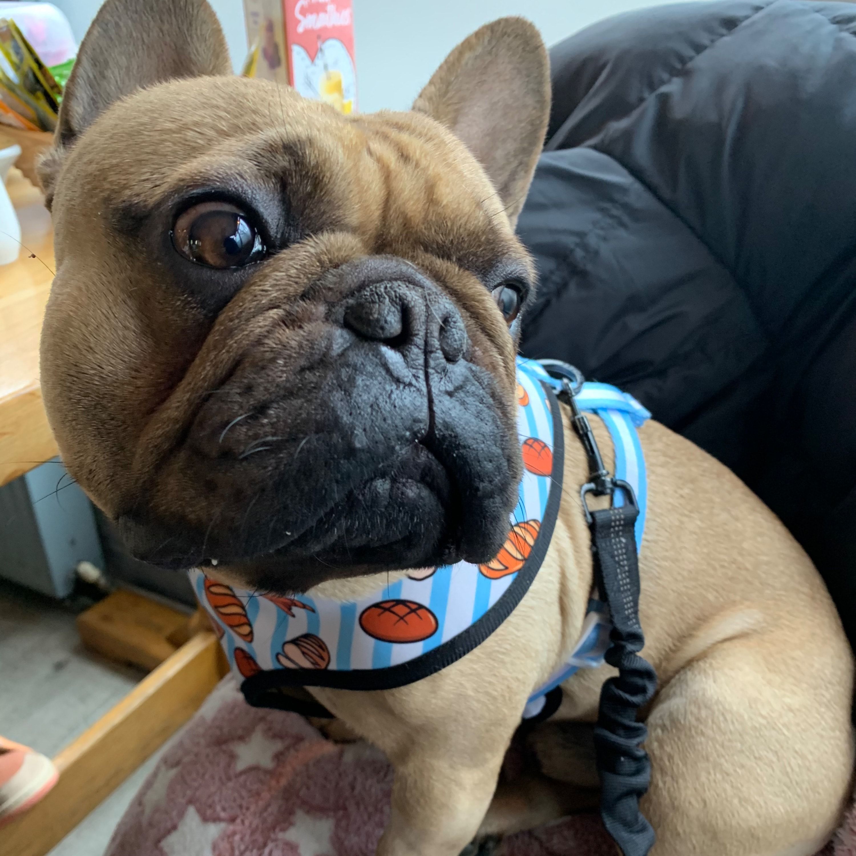 Portrait of Kush, the dog