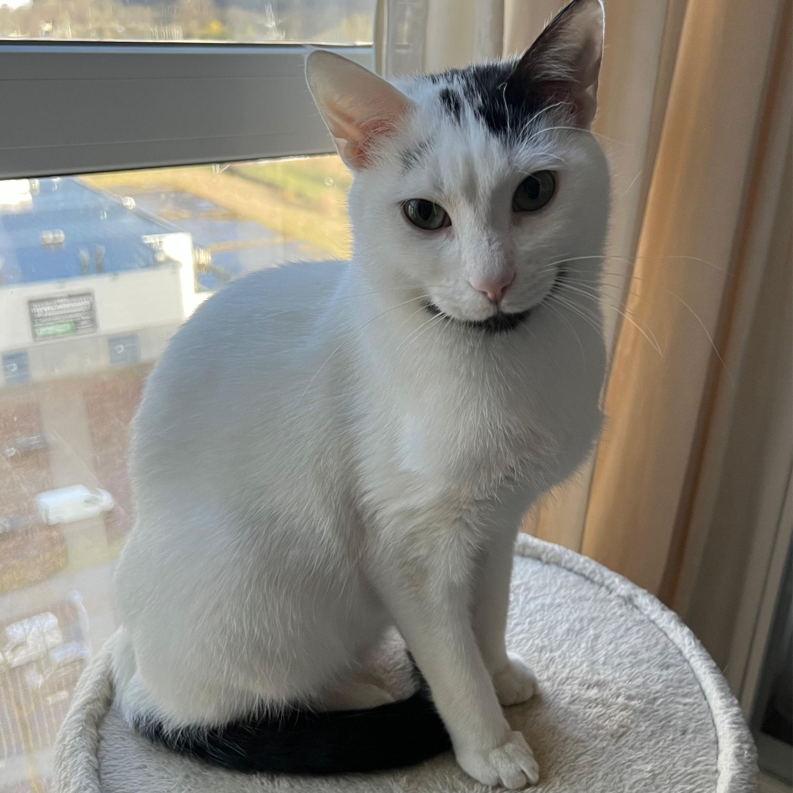 Portretfoto van Archie, de cat