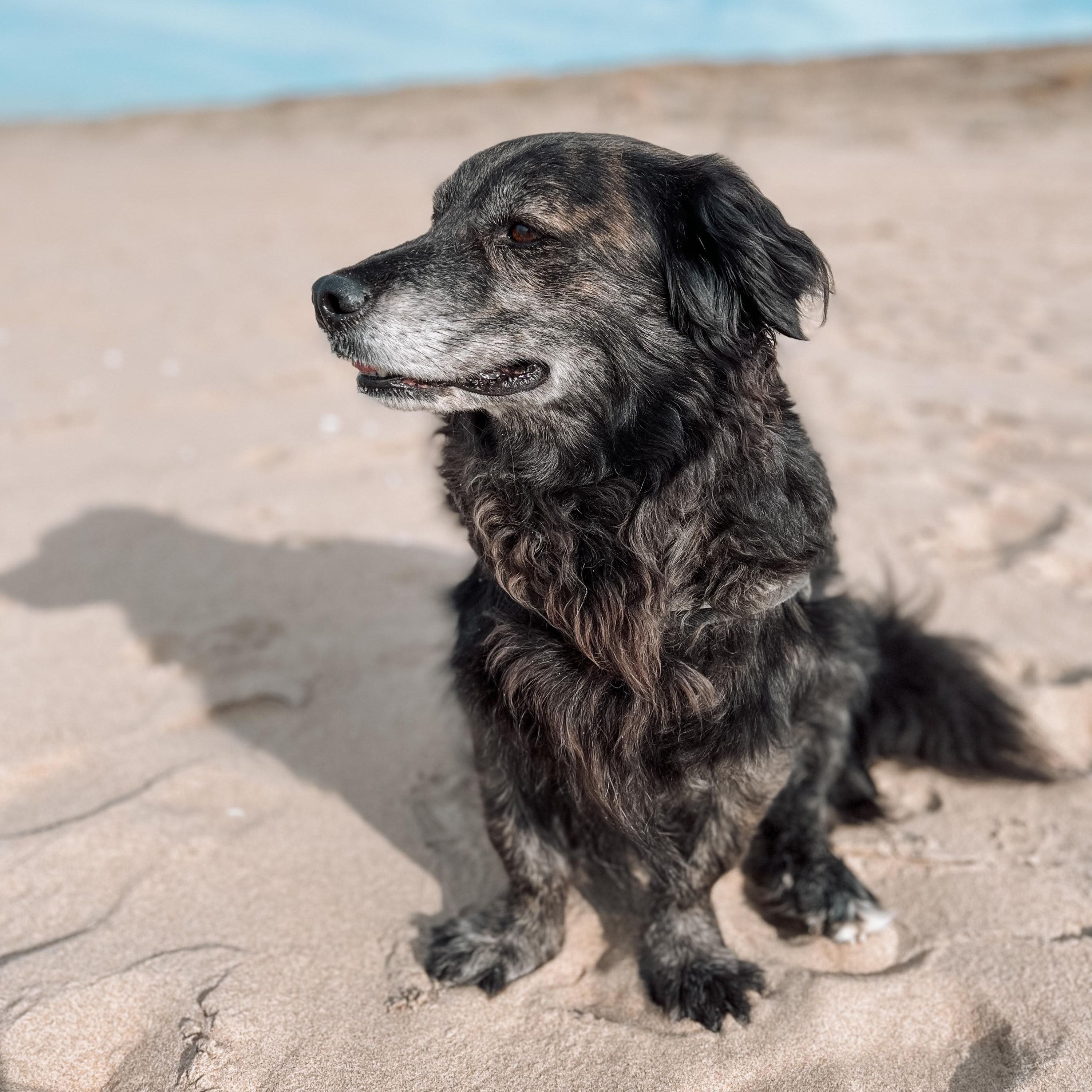 Portretfoto van Emilio, de dog