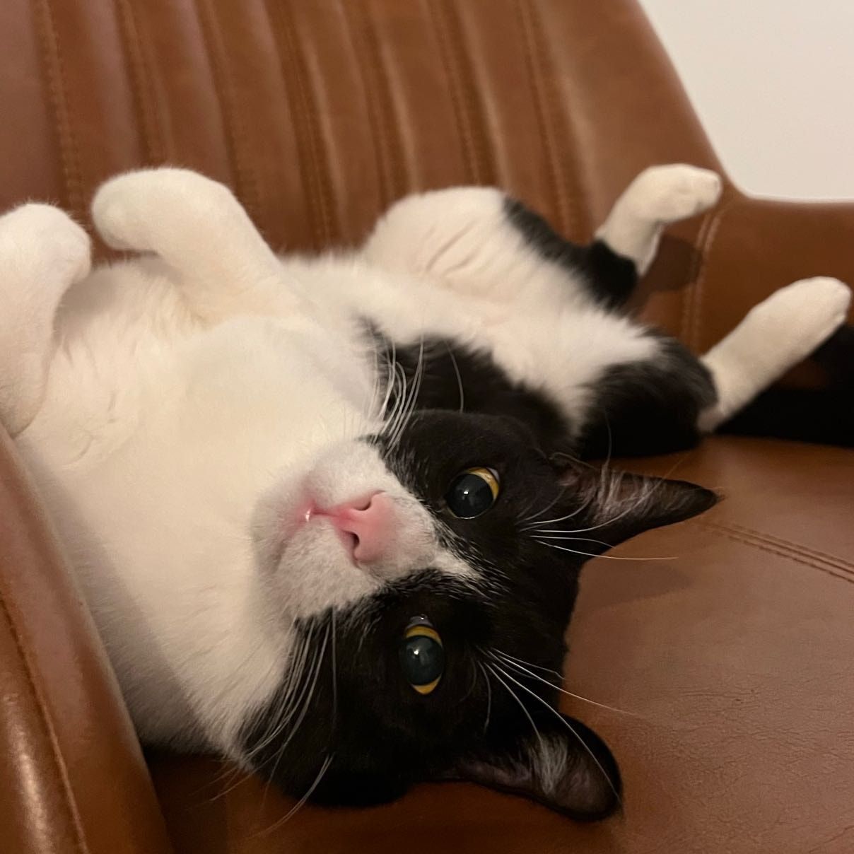 Portretfoto van Tapas, de cat
