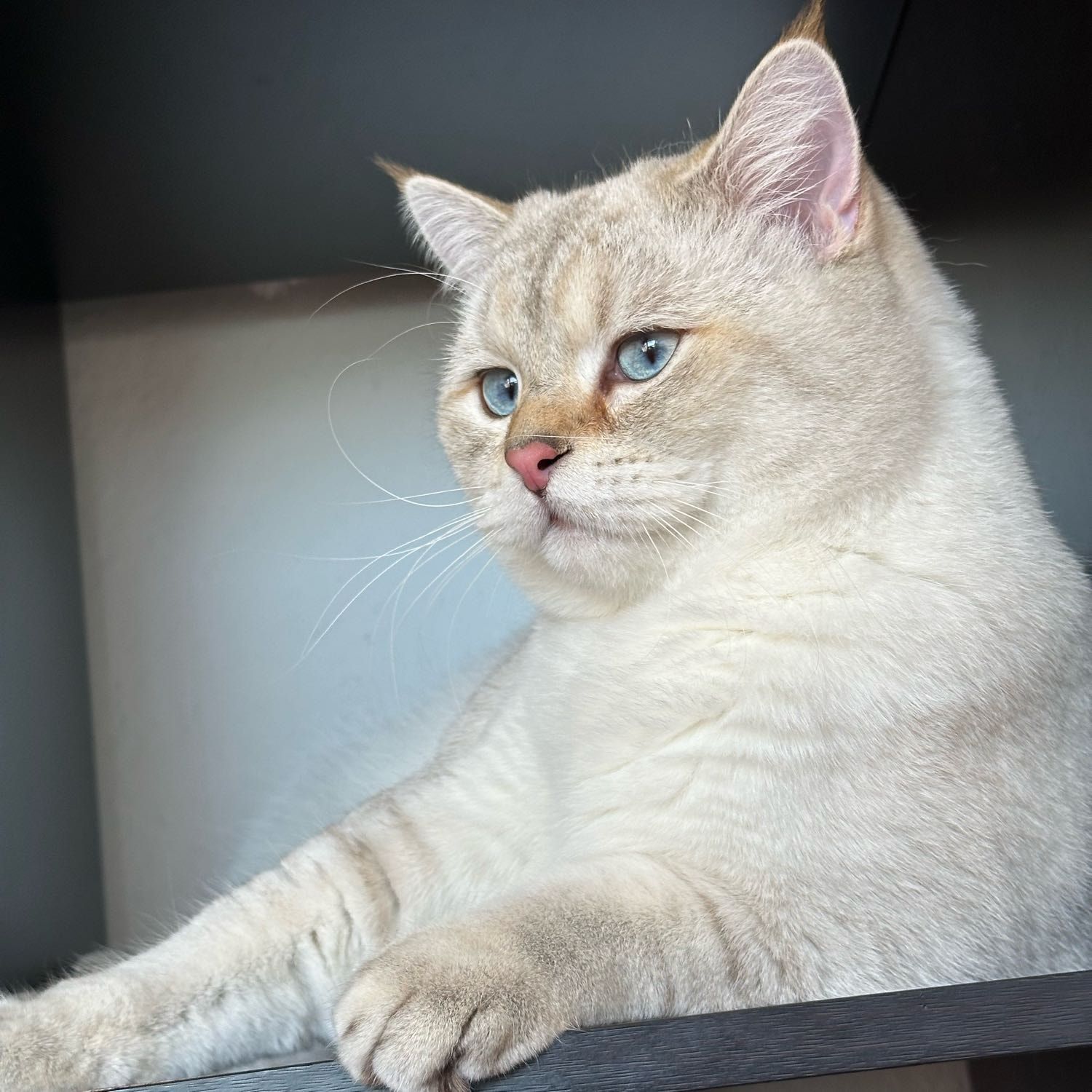 Portät von Puppy , cat