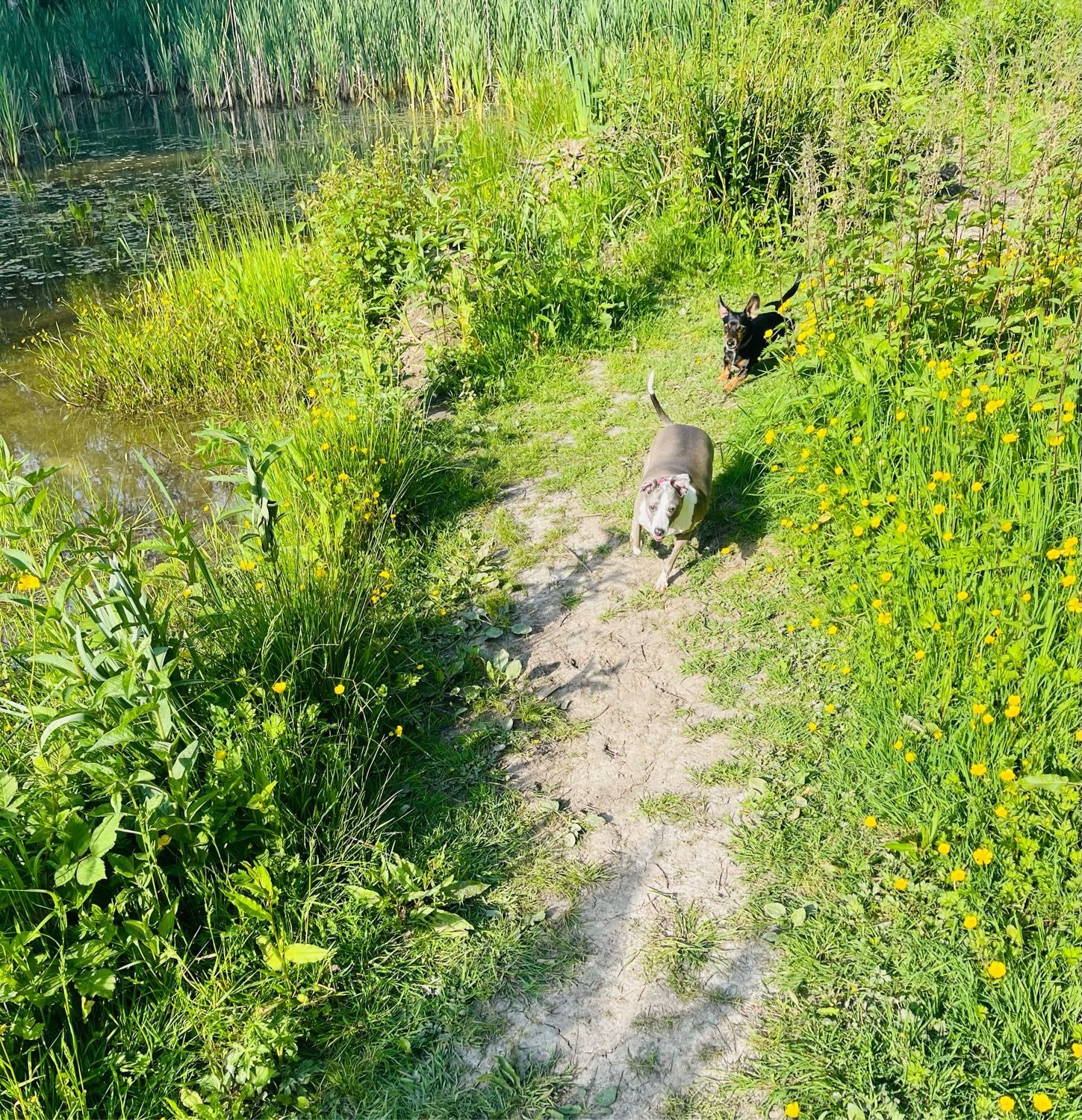 image-4