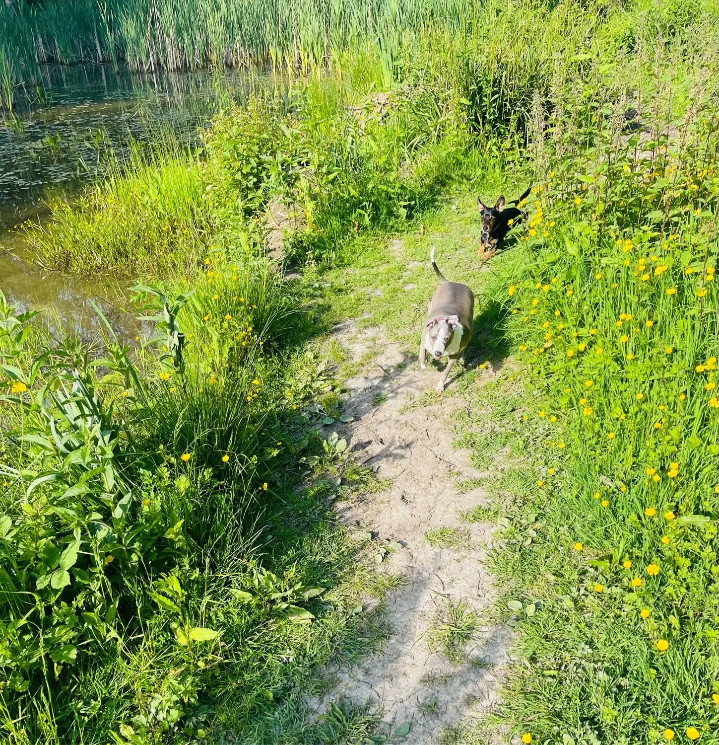 image-4