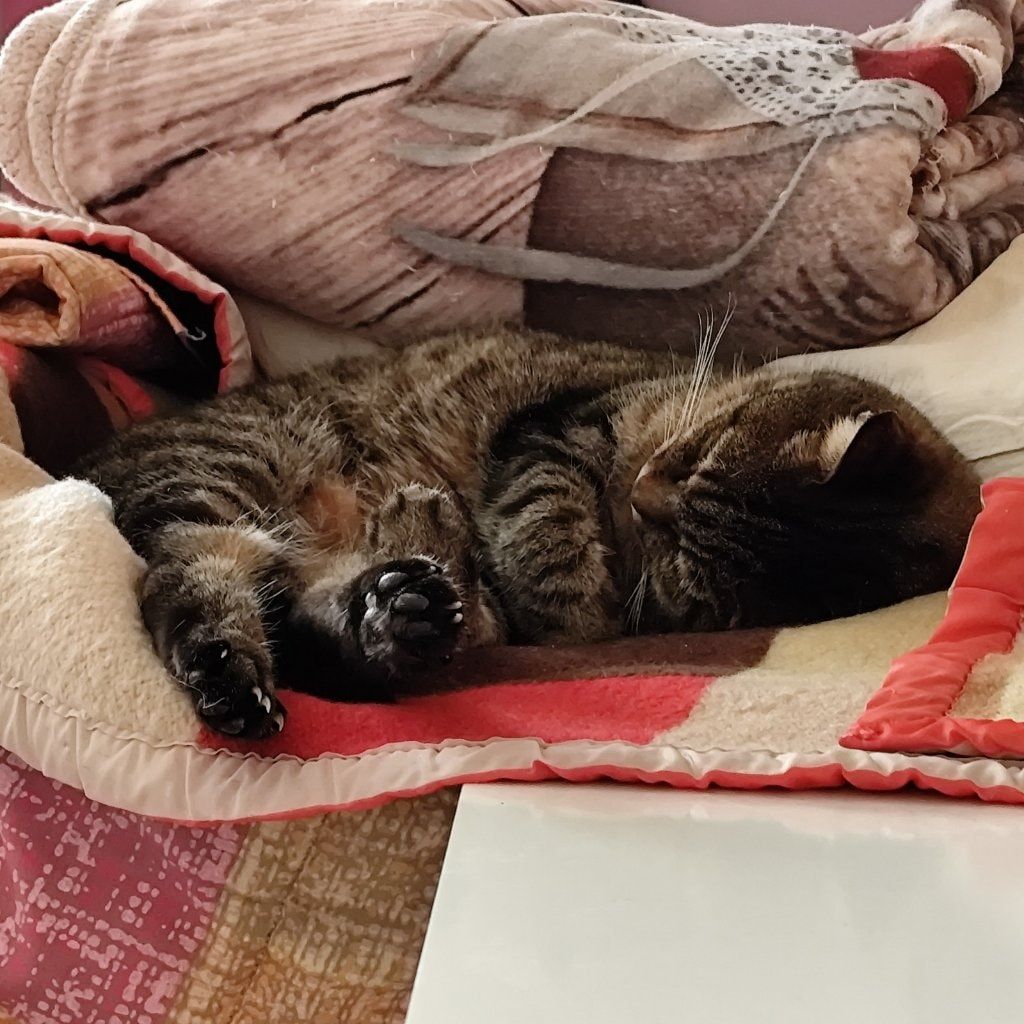 Foto di Musetta , il cat