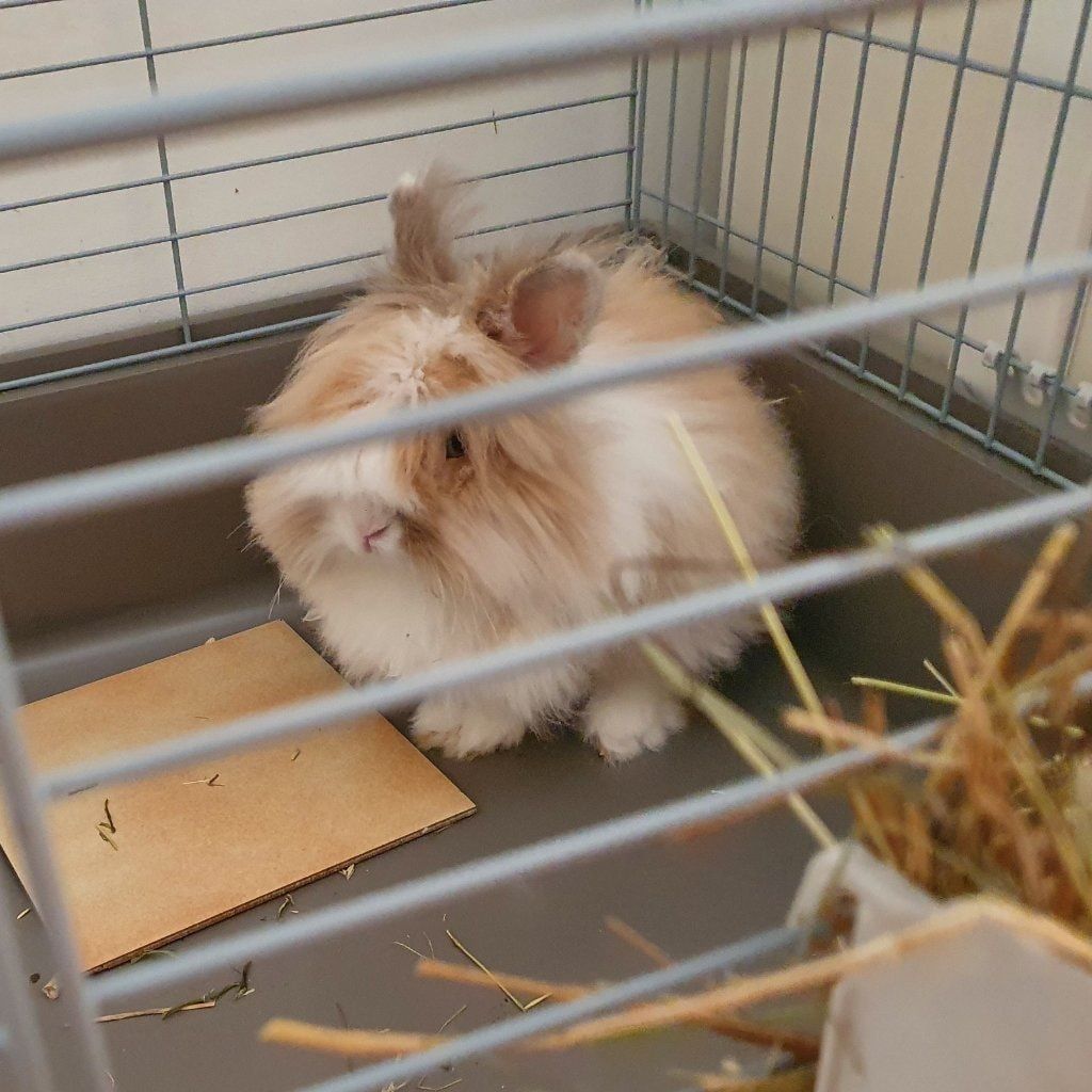 Portrait de Batman , la rabbit