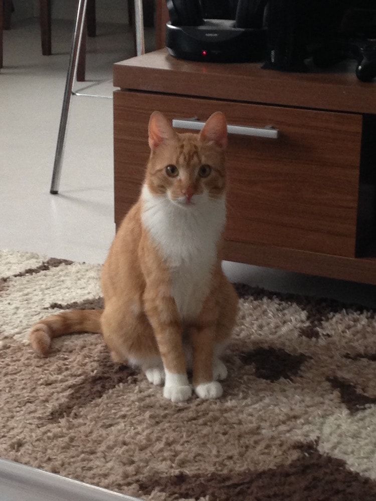 Aleksi - cat
