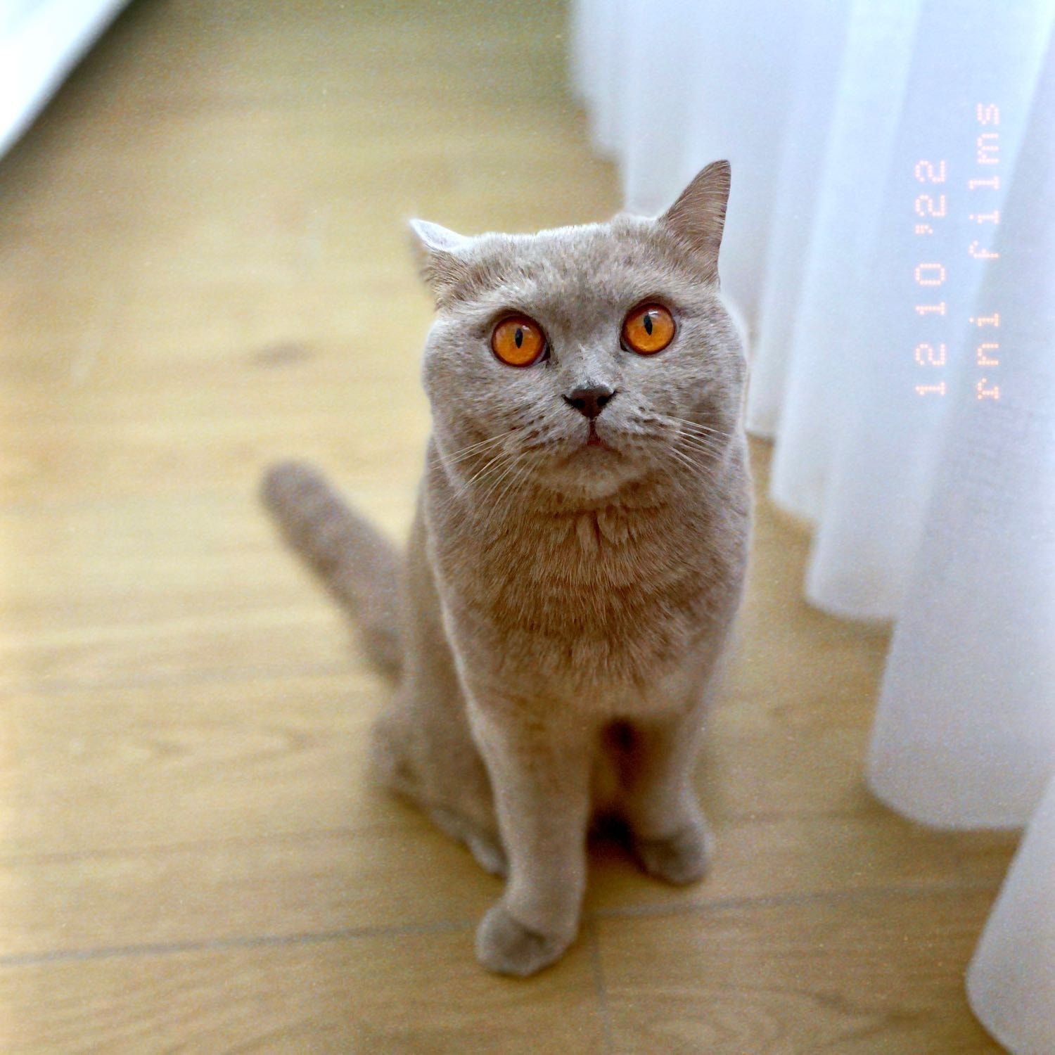 Foto di Minú , il cat