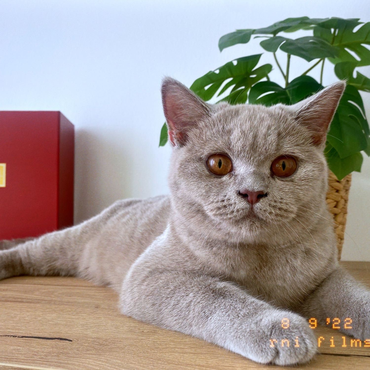 Foto di Maya, il cat