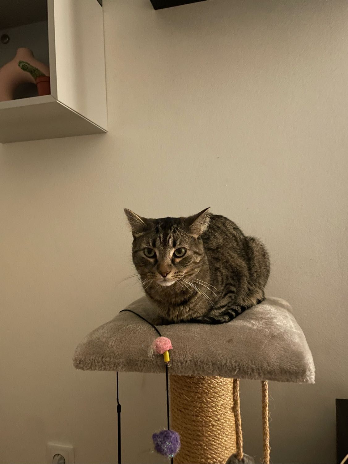 image-11