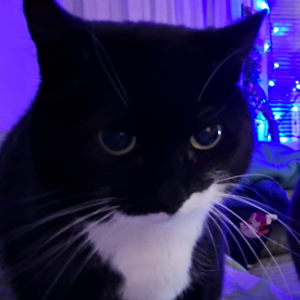 Eevi - cat