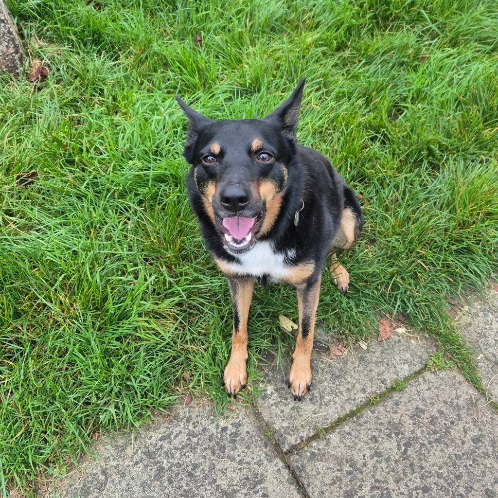 Portrait of Nala, the dog