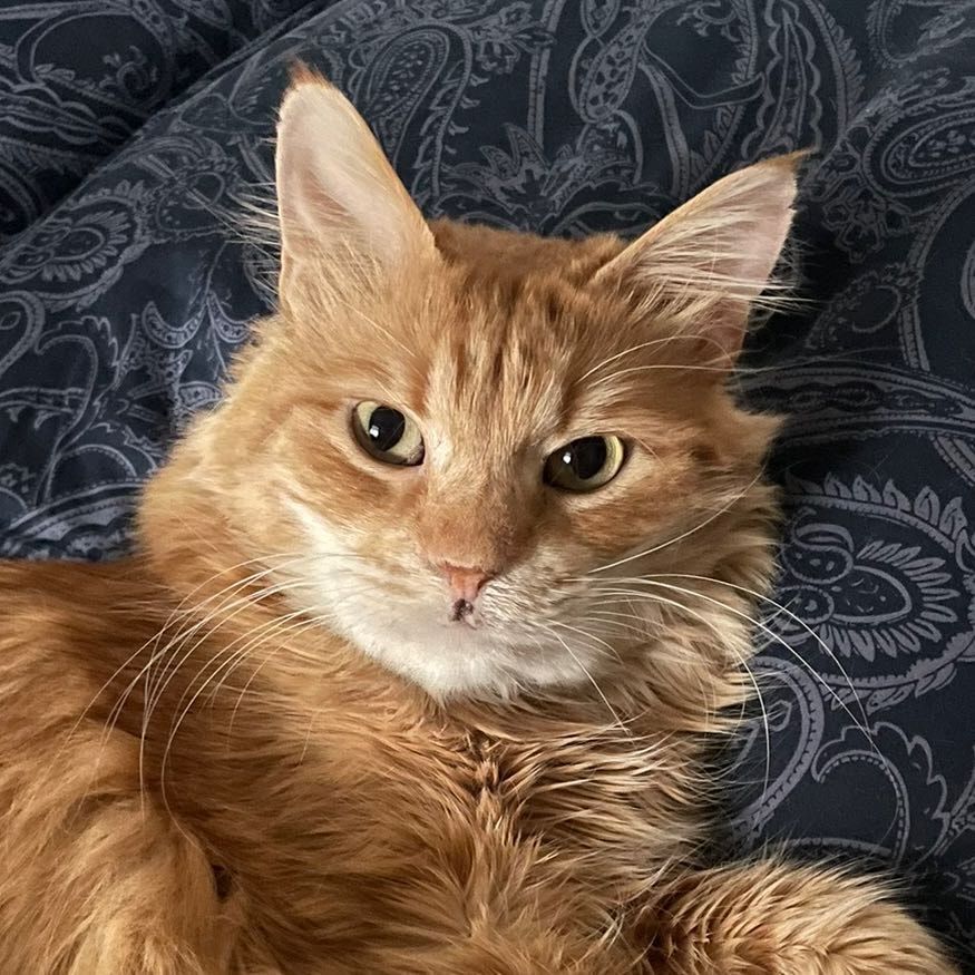 Simba - cat