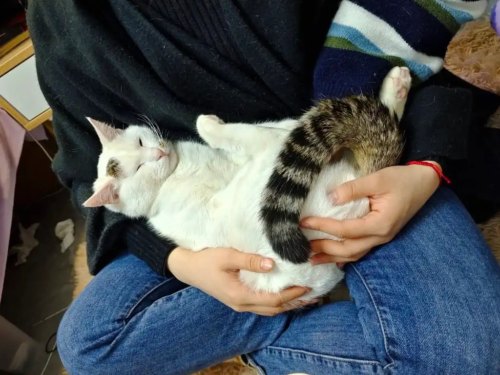 image-7