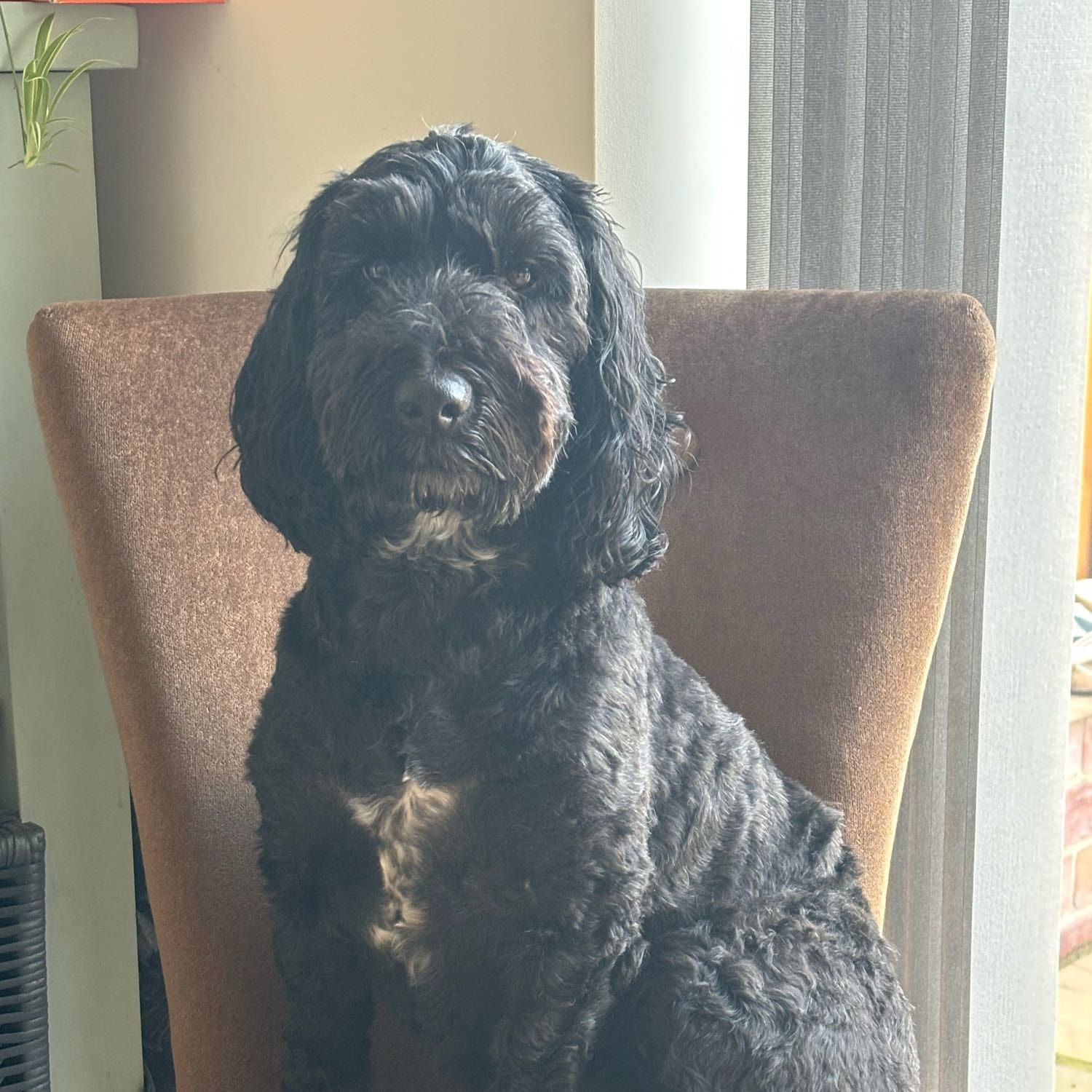 Portrait of Poppy, the dog