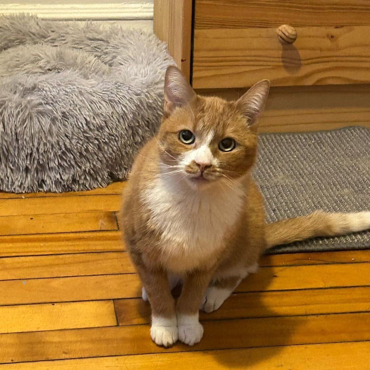 Portrait de Goldfish, la cat