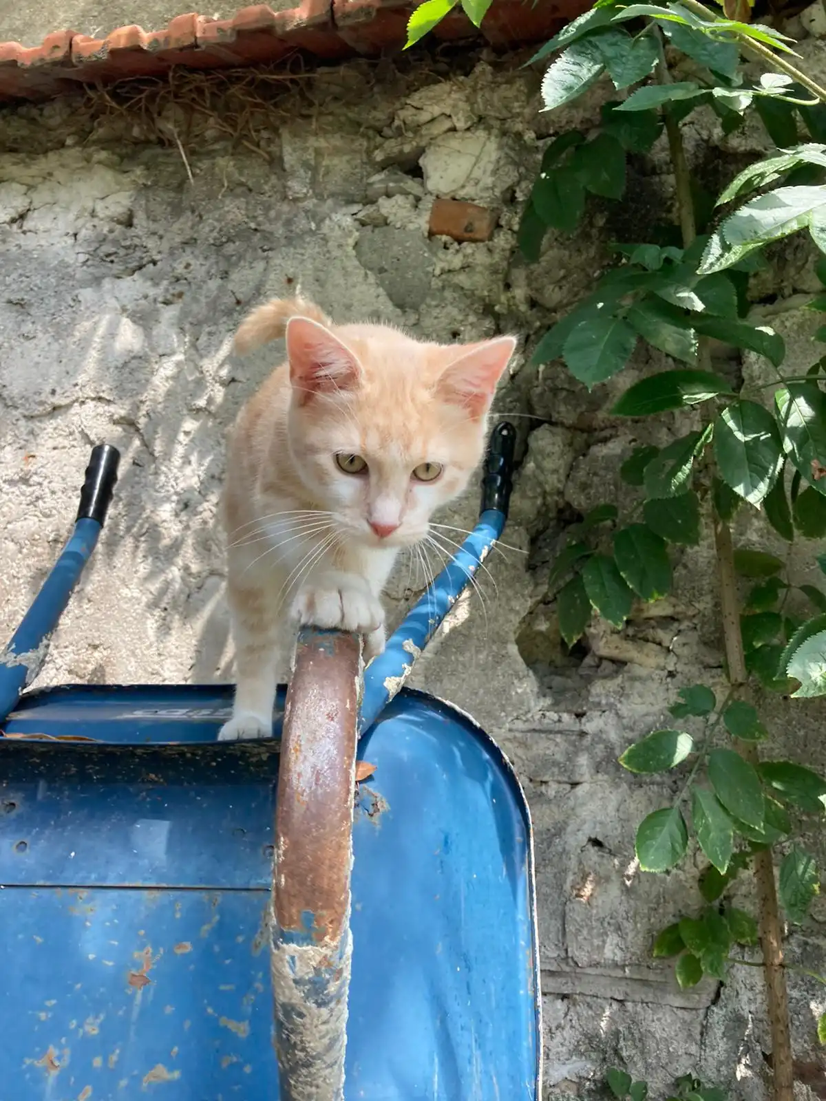 image-11