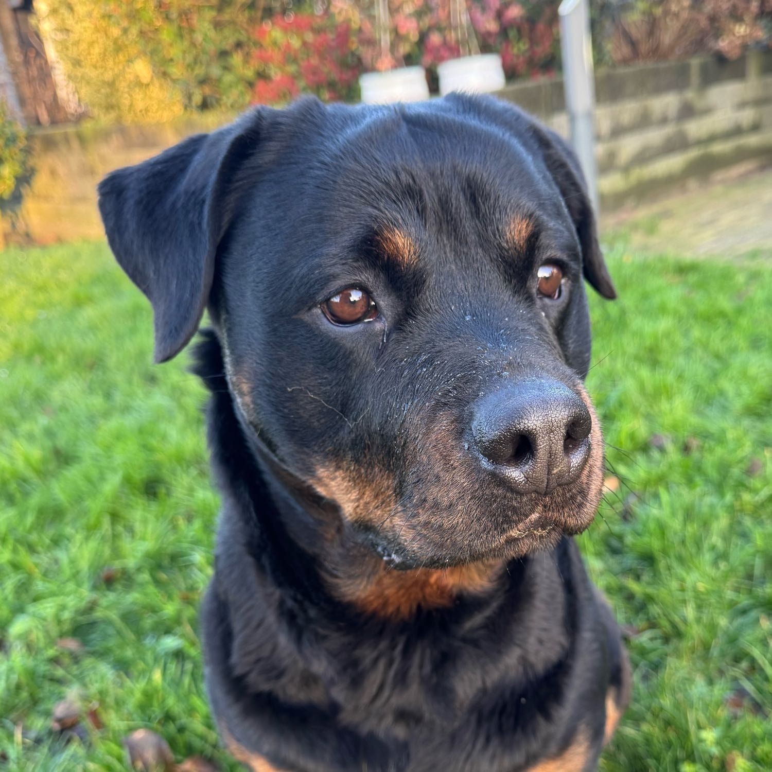 Portretfoto van Rocky, de dog