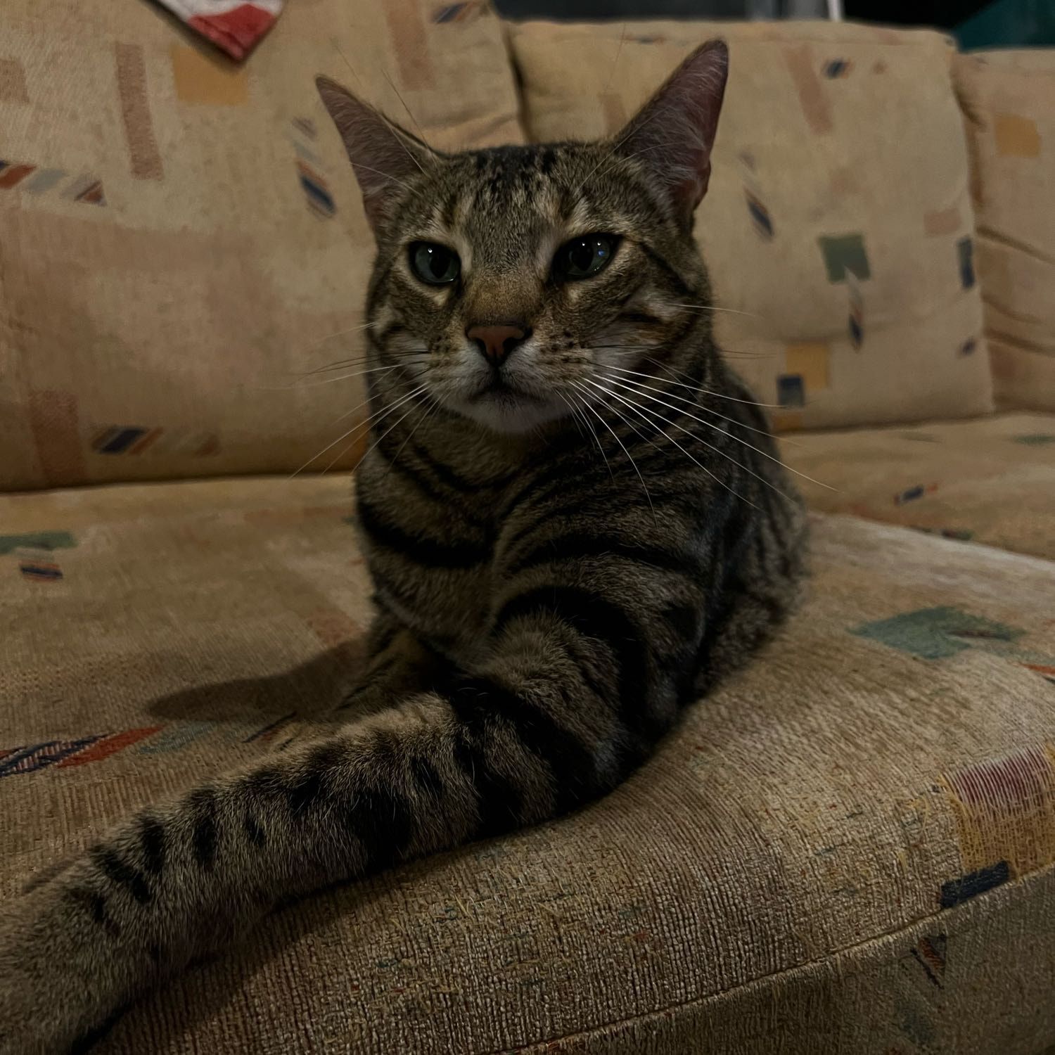 Portrait of Milo, the cat