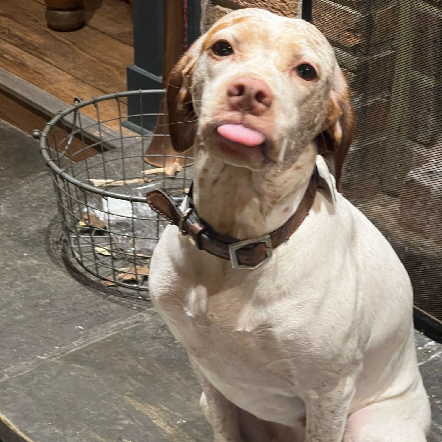 Portrait of Goose , the dog