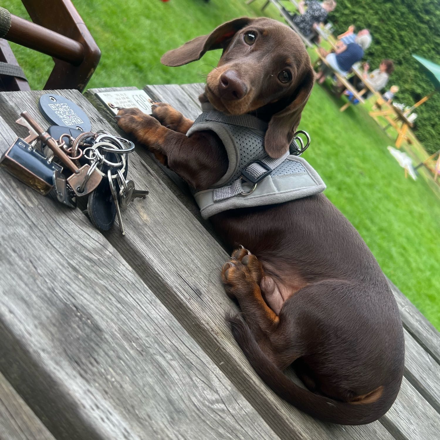 Portrait of George , the dog