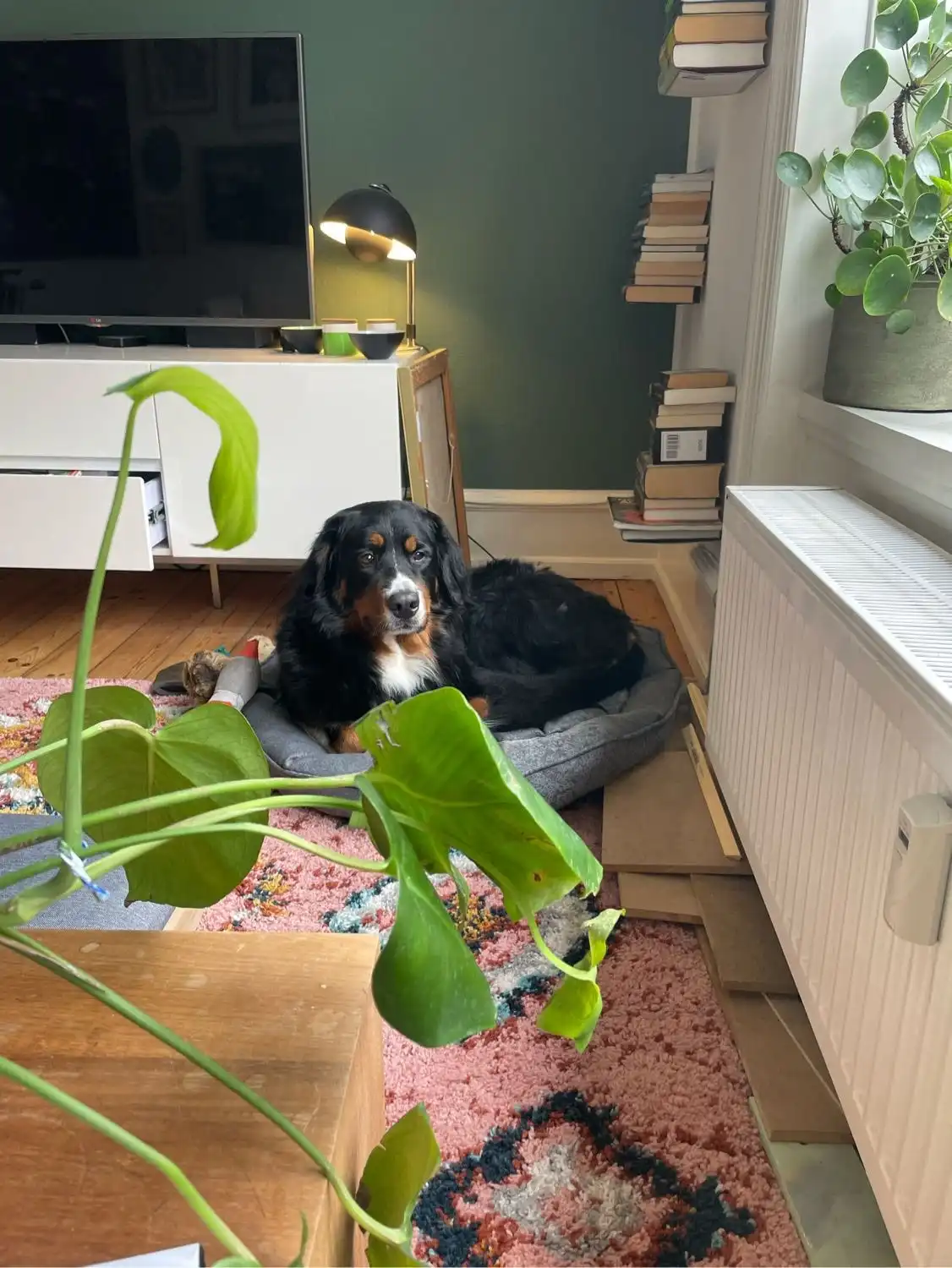 image-11