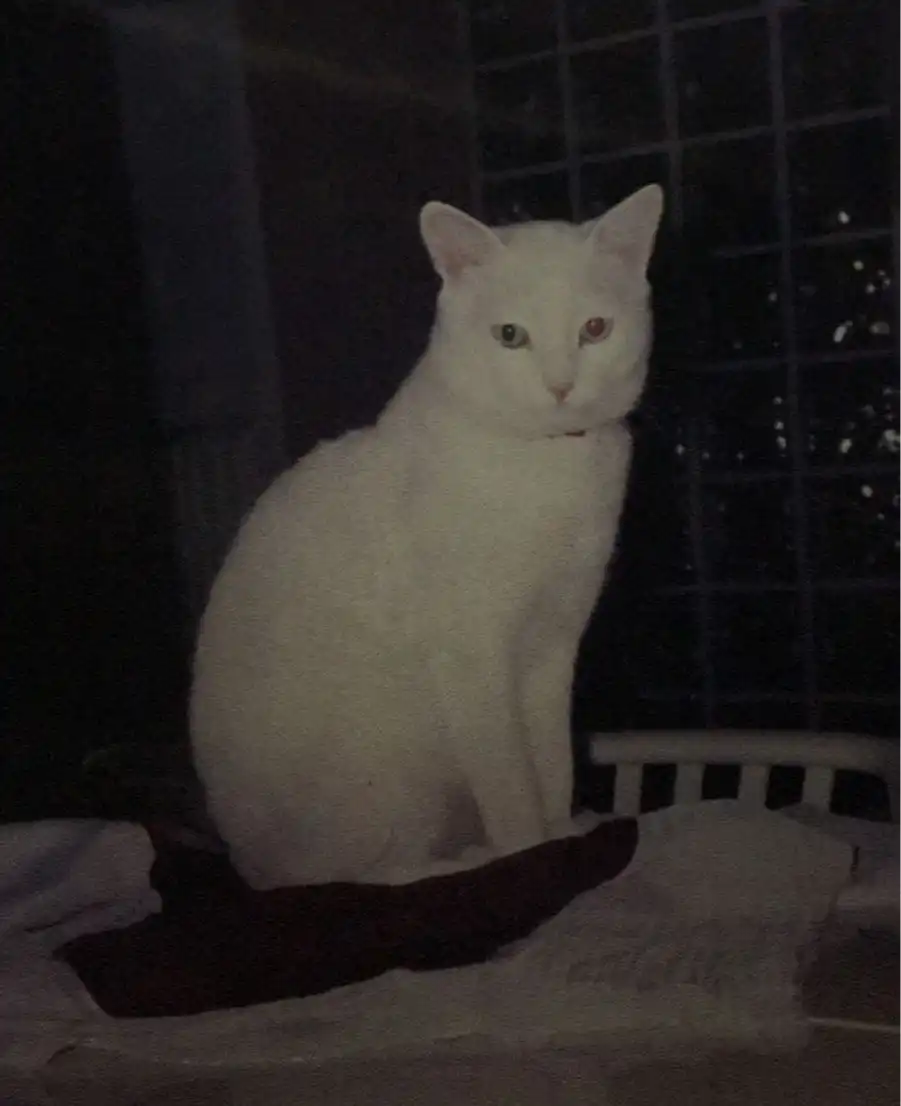 image-8
