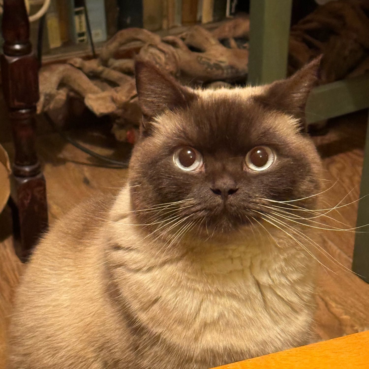 Portrait of Nanw, the cat
