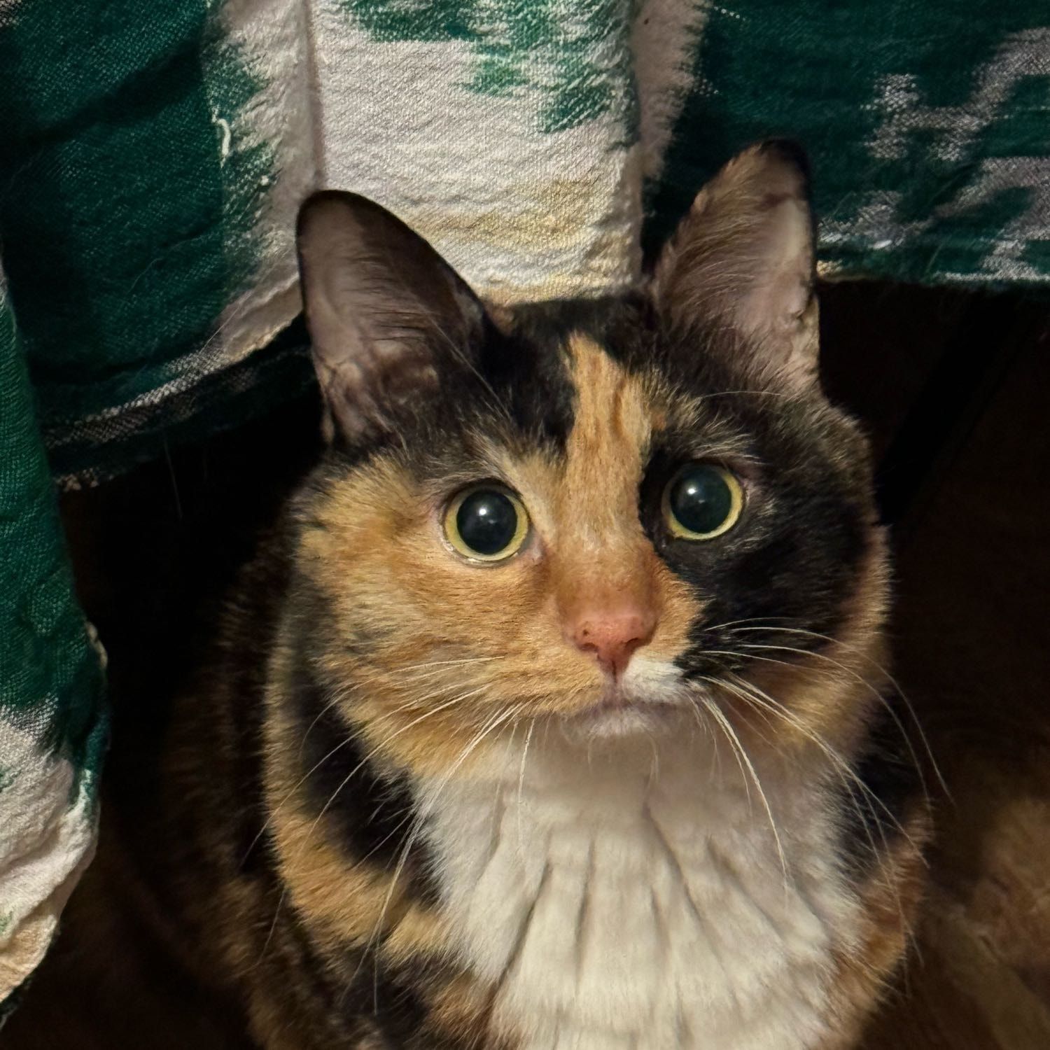 Portrait of Cadi, the cat