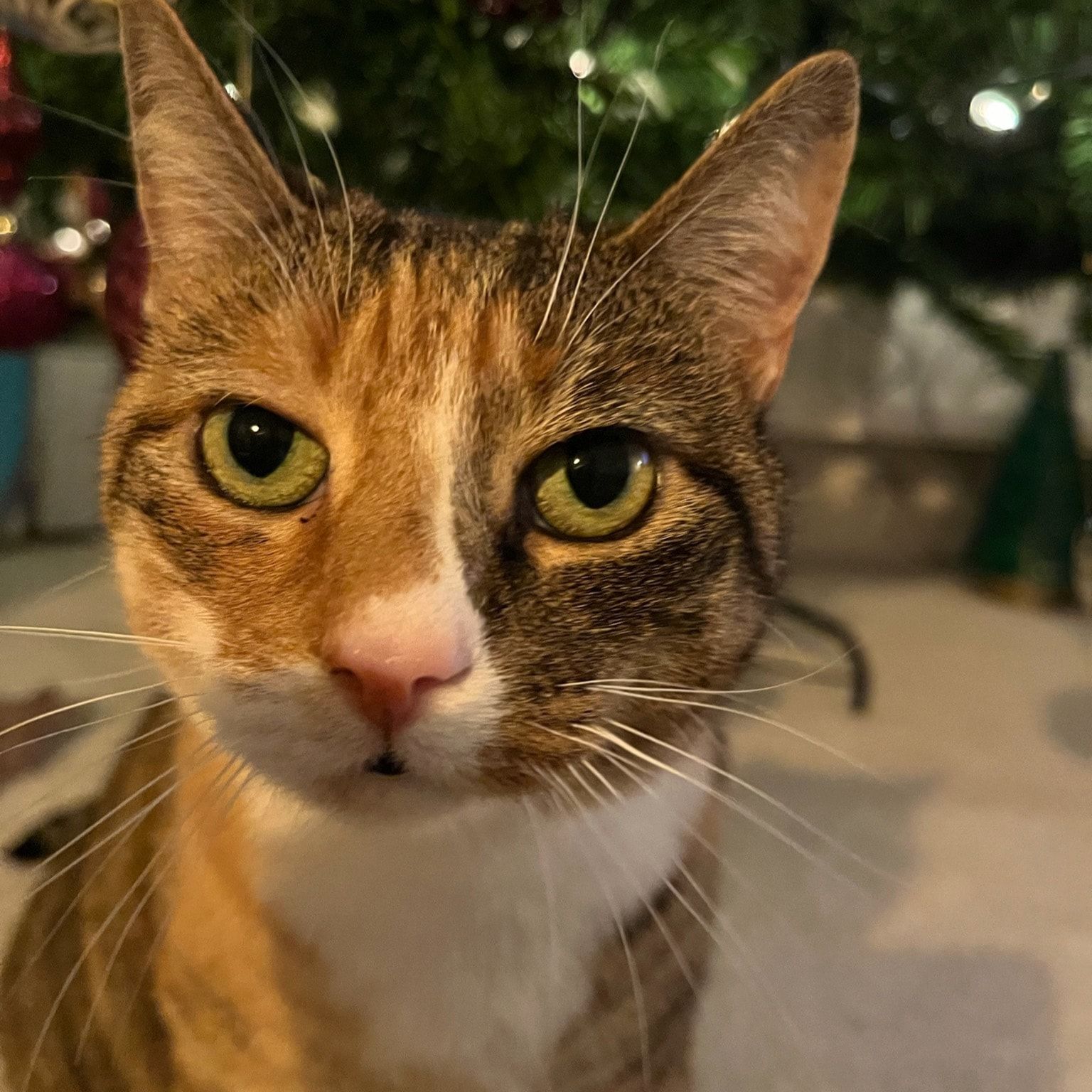 Portrait of April, the cat