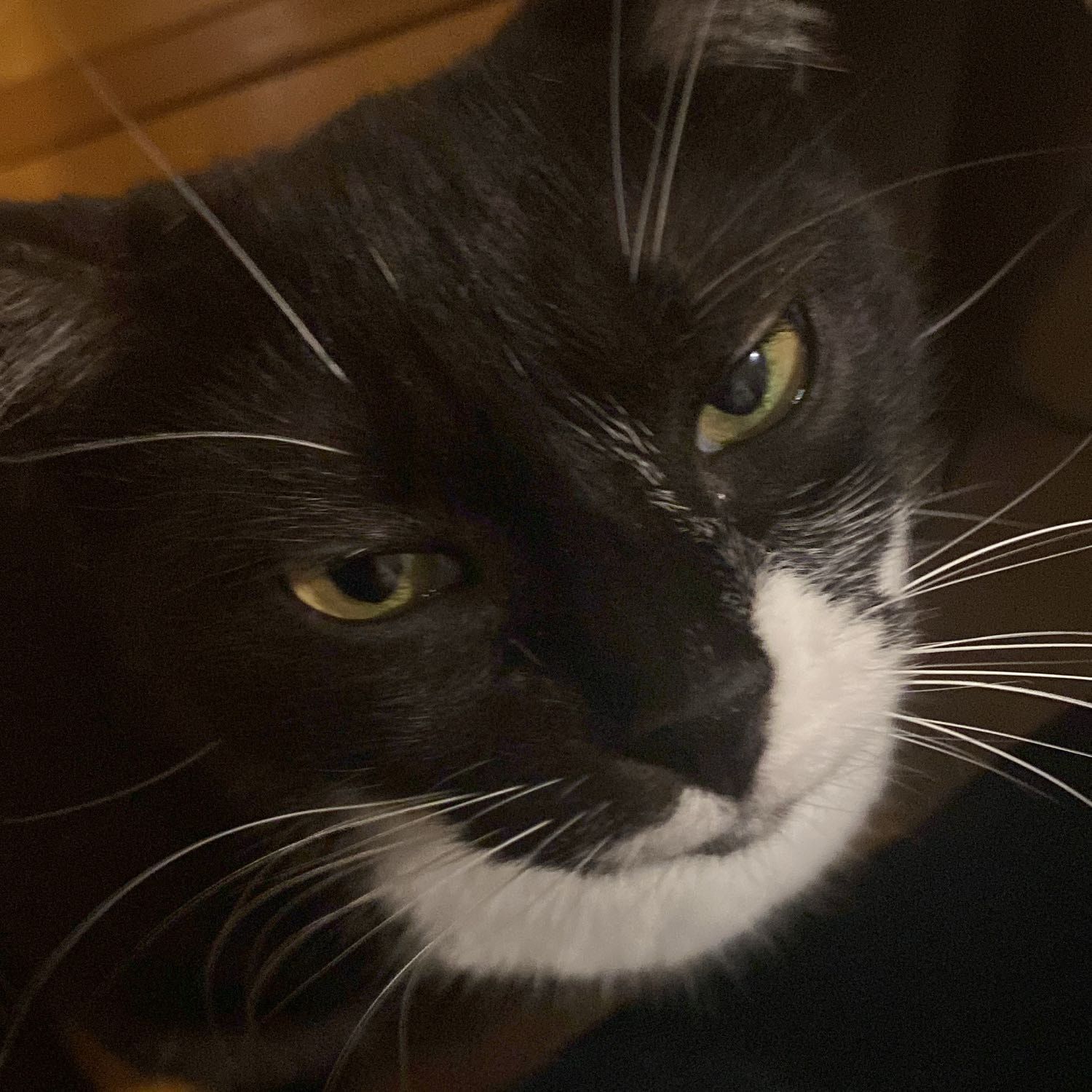 Foto di Mia , il cat