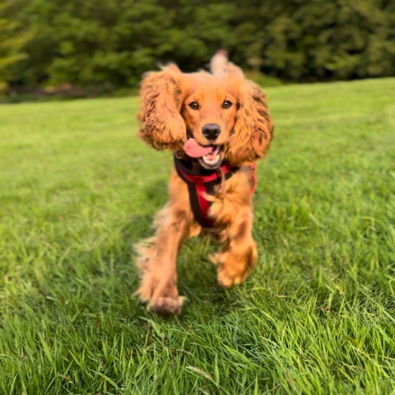 Portrait of Raya , the dog