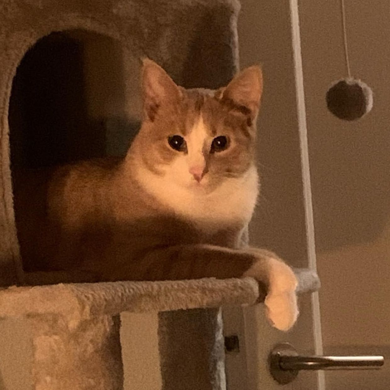 Portræt af Valle , cat